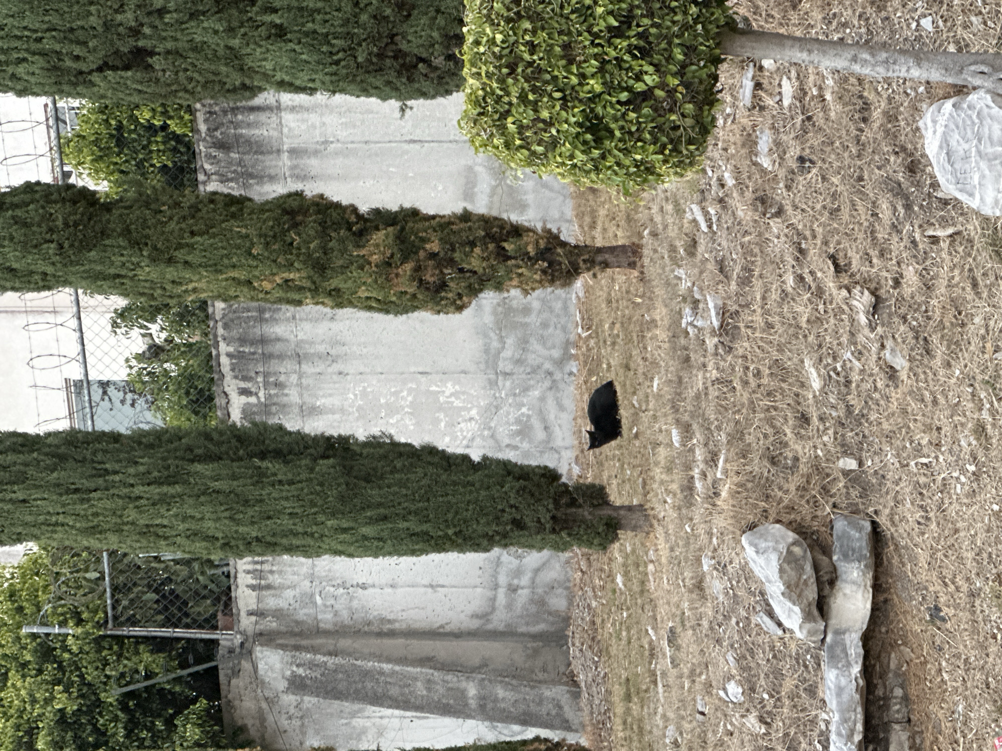 The image depicts a concrete wall bordered by trees and foliage. A black animal, potentially a cat or dog, is situated on dry grass near the base of one of the trees. Debris is scattered on the ground. The location is in Puebla, Mexico.