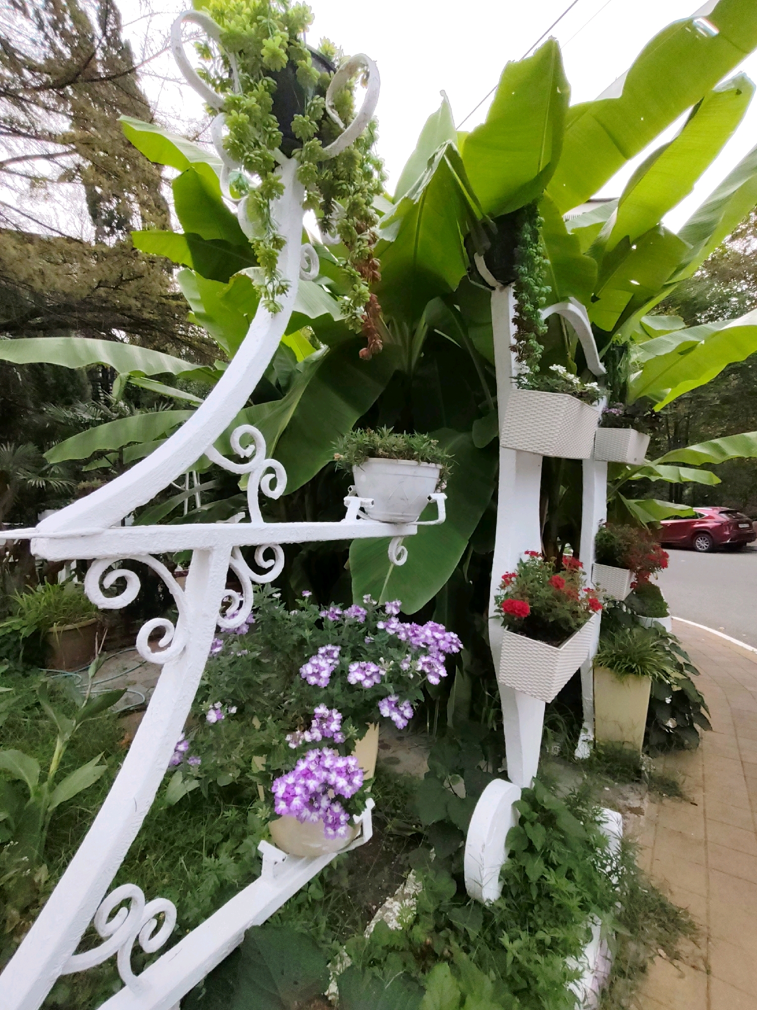 The image depicts a white decorative plant stand with various potted plants in a garden setting. The stand features several tiers and ornate scrollwork. In the background, large green leaves of what appear to be banana plants are prominent, suggesting a subtropical climate. To the right, a red car is visible on a paved road adjacent to a sidewalk. The overall scene suggests an outdoor decorative planting area, likely in a public space or private garden in Sochi, Russia, given the climate indicated by the vegetation. There are no people visible in the image.