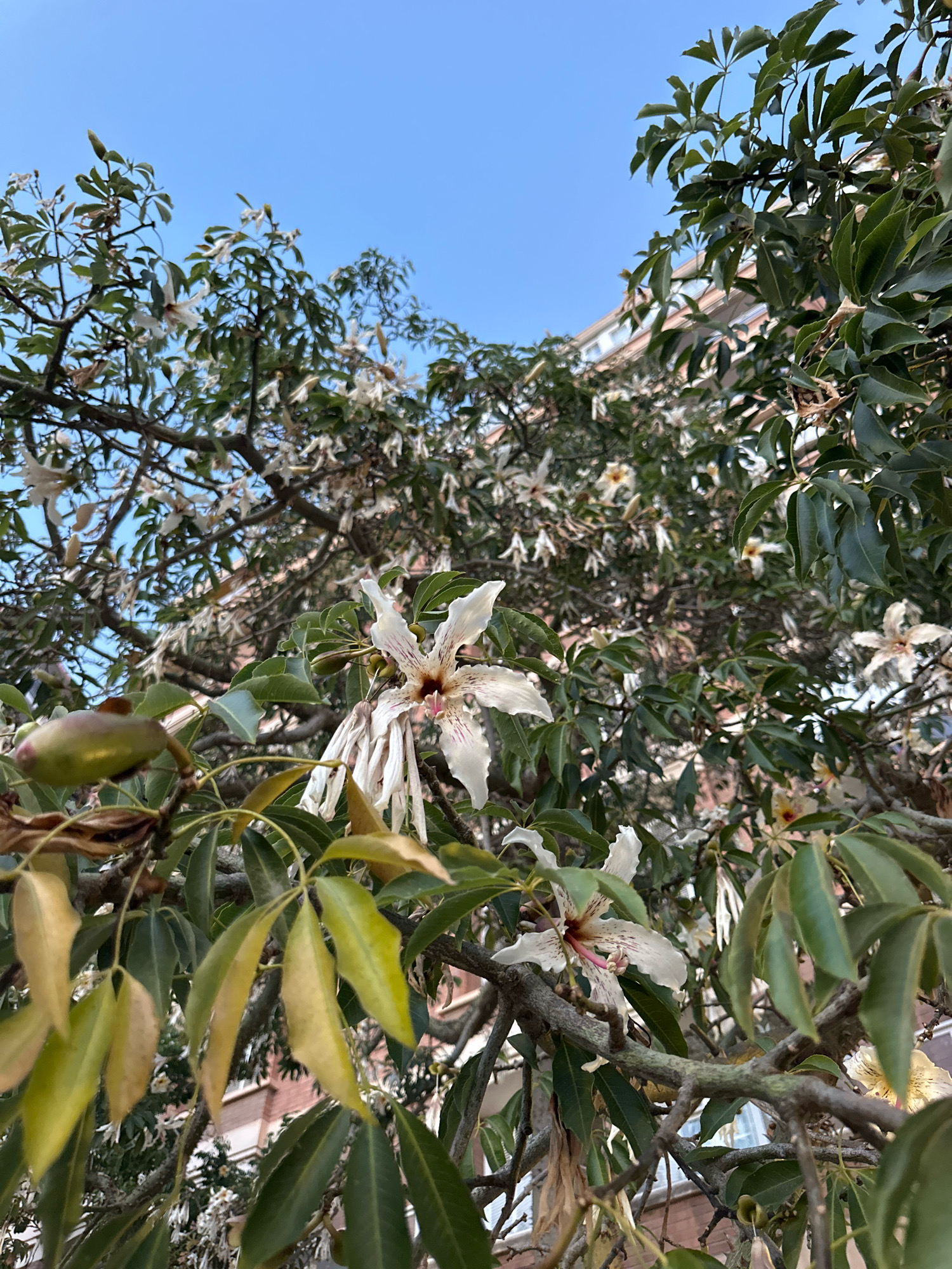 An outdoor, eye-level, vertical shot captures a flourishing Silk Floss tree with delicate white and pink flowers, set against a clear blue sky. The tree's branches, adorned with green and yellowing leaves, extend into the frame, with a portion of a red-brick building peeking through the foliage in the background. The image appears to be taken in Málaga, Spain.