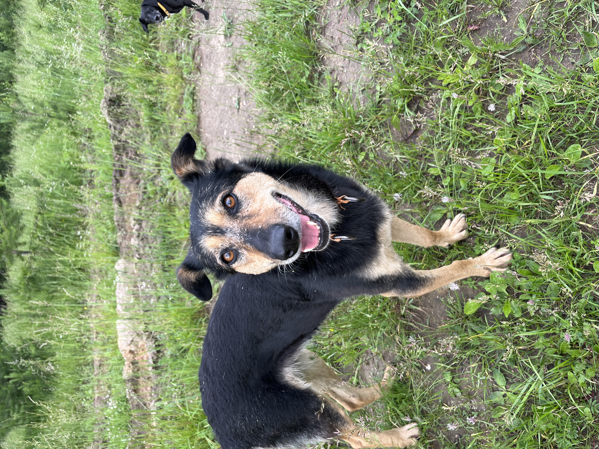 A medium-sized dog with black and tan fur stands in a grassy area. The dog is facing the camera, with its mouth open and tongue visible. Its eyes are brown and alert. The dog is wearing a collar with a tag. In the background, another smaller black dog is visible in the upper right corner of the image. The environment appears to be a natural setting with trees and grass. No specific location within Nizhny Tagil, Russia can be determined from the image alone.