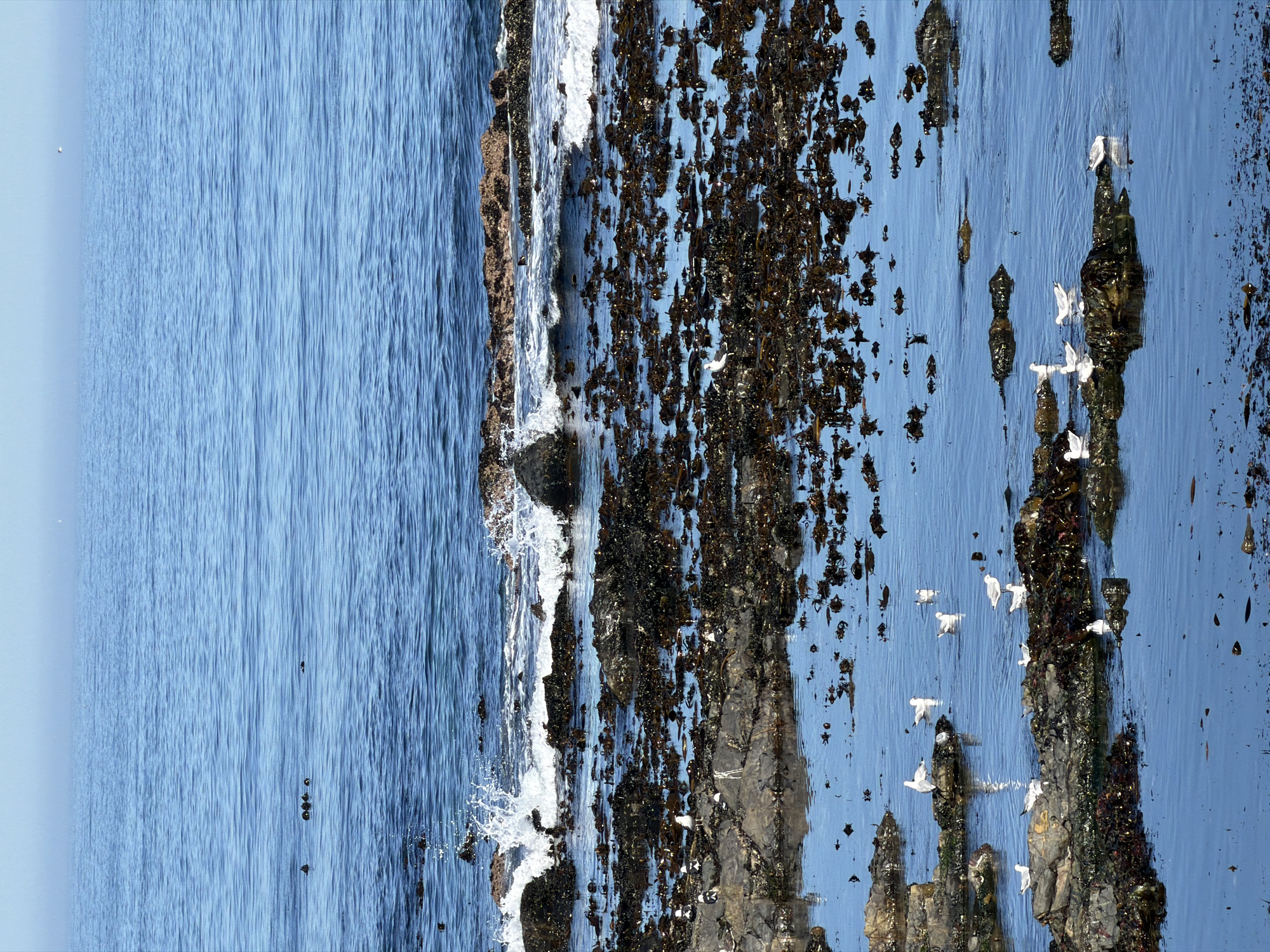 The image depicts a coastal scene, likely a shoreline or tidal area. On the left side, open ocean water fills a significant portion of the frame, exhibiting a blue hue. Moving towards the right, a rocky coastline emerges, covered in dark-colored seaweed or algae. White birds are visible, positioned on and around some of the rocks, some in flight. The scene is likely in Cape Town, South Africa, due to the typical coastline, ocean color, and flora of the region.