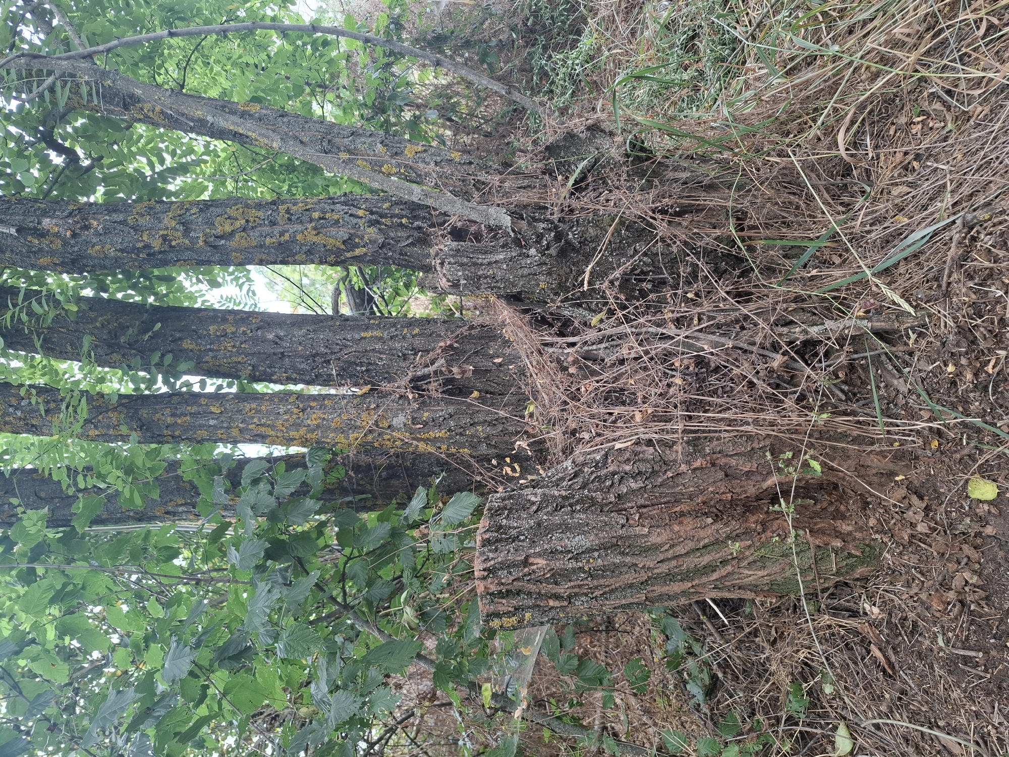 The image depicts a close-up view of a tree stump and several surrounding trees in a natural, overgrown environment. The tree stump is in the foreground, with rough, textured bark and a hollowed-out appearance at the top. Surrounding the stump are three tree trunks of varying sizes, with rough, textured bark that is partially covered in yellow lichen. The trees are densely surrounded by green foliage and dry, brown undergrowth, including grass and fallen twigs. The scene appears to be an outdoor setting, possibly a wooded area or overgrown garden. No people or animals are visible in the image. The location in Topaly, Ukraine, is noted but not visually evident from the image itself.