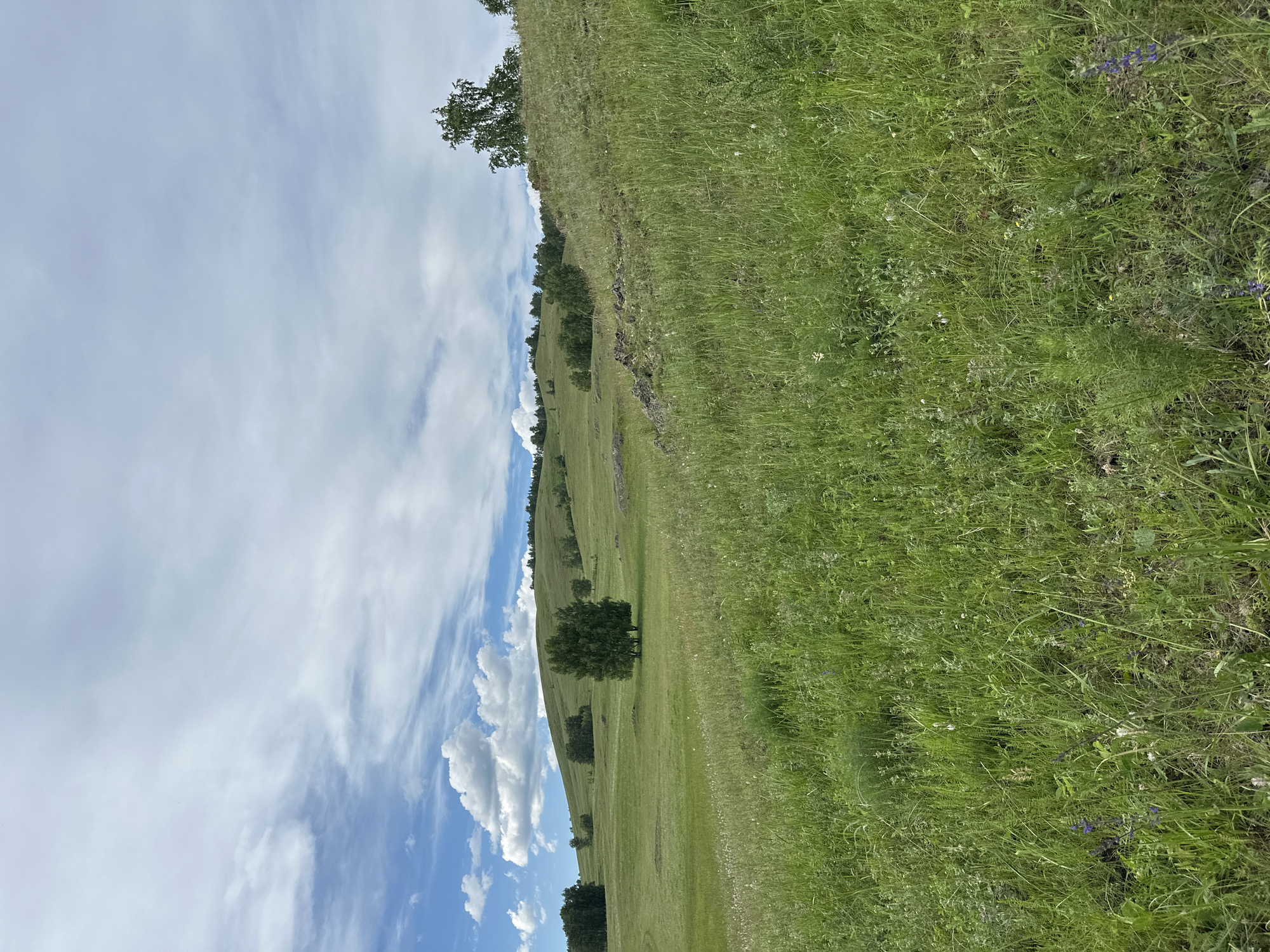 An outdoor, eye-level, wide shot captures a vast, rolling green landscape under a partially cloudy blue sky. The foreground is dominated by tall, lush green grass, dotted with small wildflowers in white and purple. In the mid-ground, the gentle slope continues, featuring scattered trees of various sizes and a few rocky outcrops. The background reveals more undulating hills covered in grass and trees, with the sky stretching across the upper portion of the frame. The scene is devoid of any people or human structures, presenting a natural, serene environment.