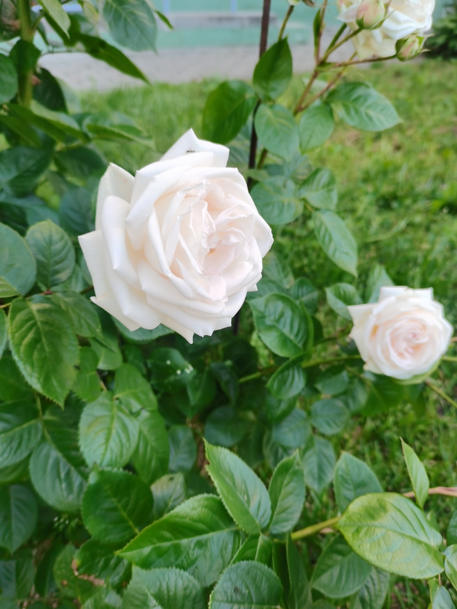 A close-up shot focuses on a white rose in full bloom. The rose's petals are a delicate creamy white, with hints of pale pink at the very center. The bloom is slightly unfurling, revealing its intricate layers. It is surrounded by lush, green rose leaves, some of which are glossy and appear to have dew drops on them.
In the background, out of focus, another white rose bloom is visible, smaller and further away. The background also shows more greenery and a hint of a pale blue structure, possibly a building or fence. The overall impression is one of a garden setting, likely outdoors during the daytime given the natural lighting. The image evokes a sense of natural beauty and tranquility. There is no visible text in the image.