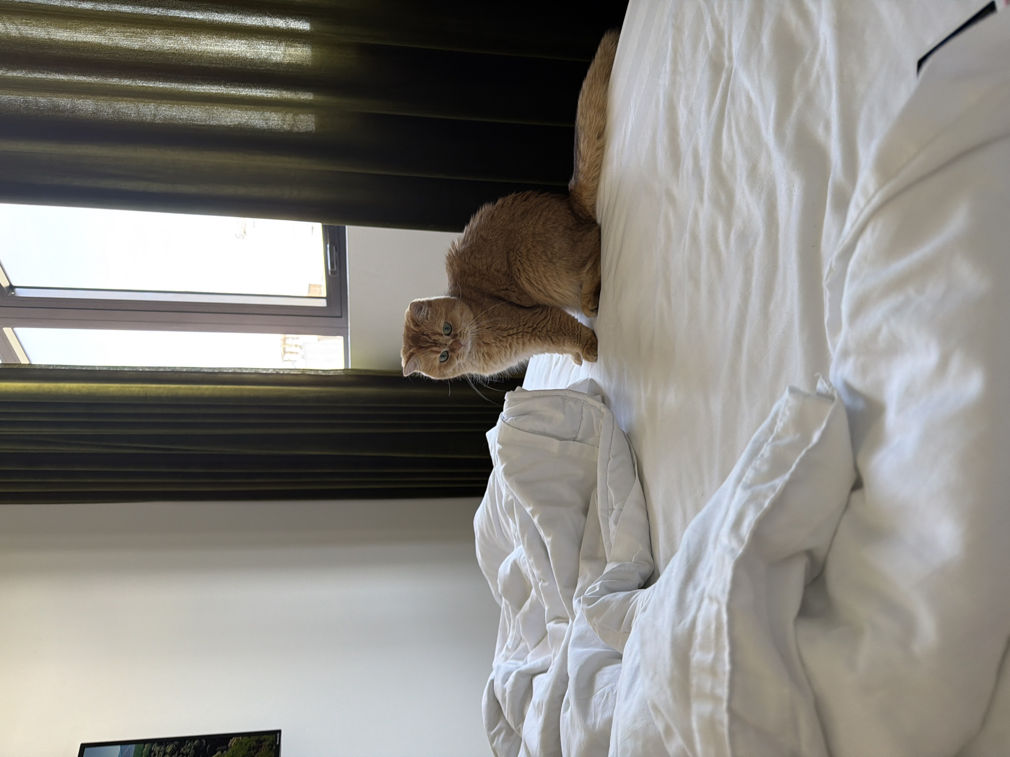 An adult, golden-furred cat with green eyes sits on a white duvet on a bed. The cat is facing to the left of the frame, with its tail extending to the right. Behind the bed, dark green curtains frame a window that reveals a bright sky and a hint of buildings. The room appears to be a hotel room in Da Nang, Vietnam, evidenced by the style of curtains and window, commonly found in coastal hotels in the region. The overall lighting suggests it is daytime.