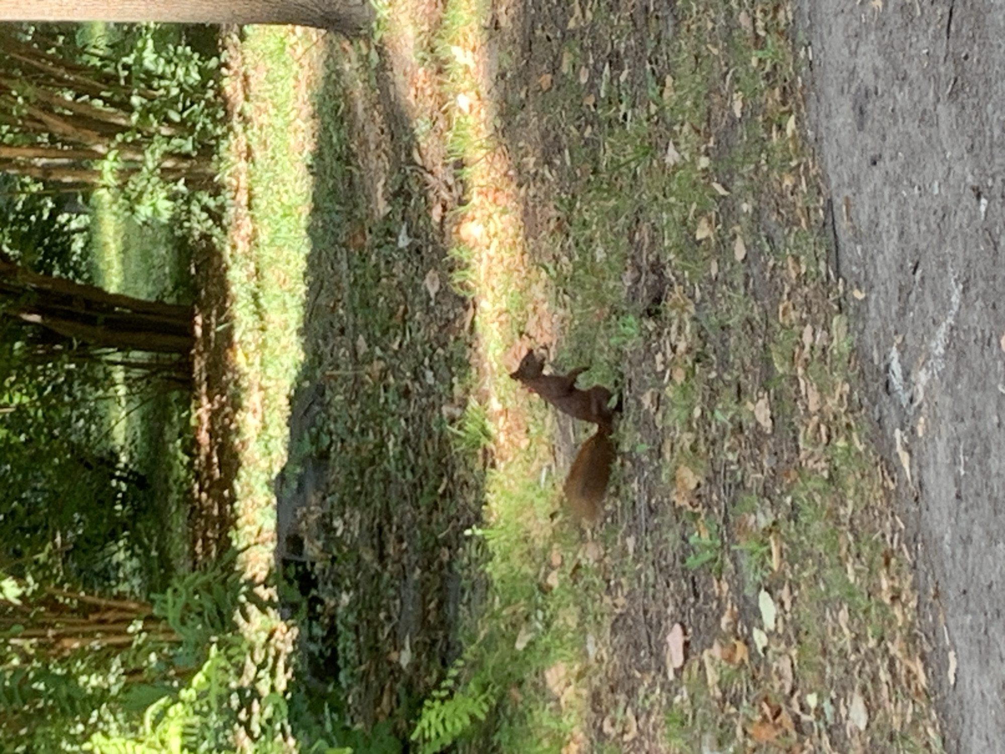 The image shows a reddish-brown squirrel standing upright on its hind legs on the ground in a park-like setting. The ground is covered with dirt, fallen leaves, and patches of grass. In the background, there are trees with dense green foliage. The lighting suggests it is daytime with sunlight filtering through the trees, creating dappled shadows. The squirrel is the primary subject and is positioned in the lower-middle portion of the frame, facing slightly to the right. There are no people visible in the image. The environment appears to be natural, possibly a public park in Lviv, Ukraine, characterized by mature trees and undergrowth.