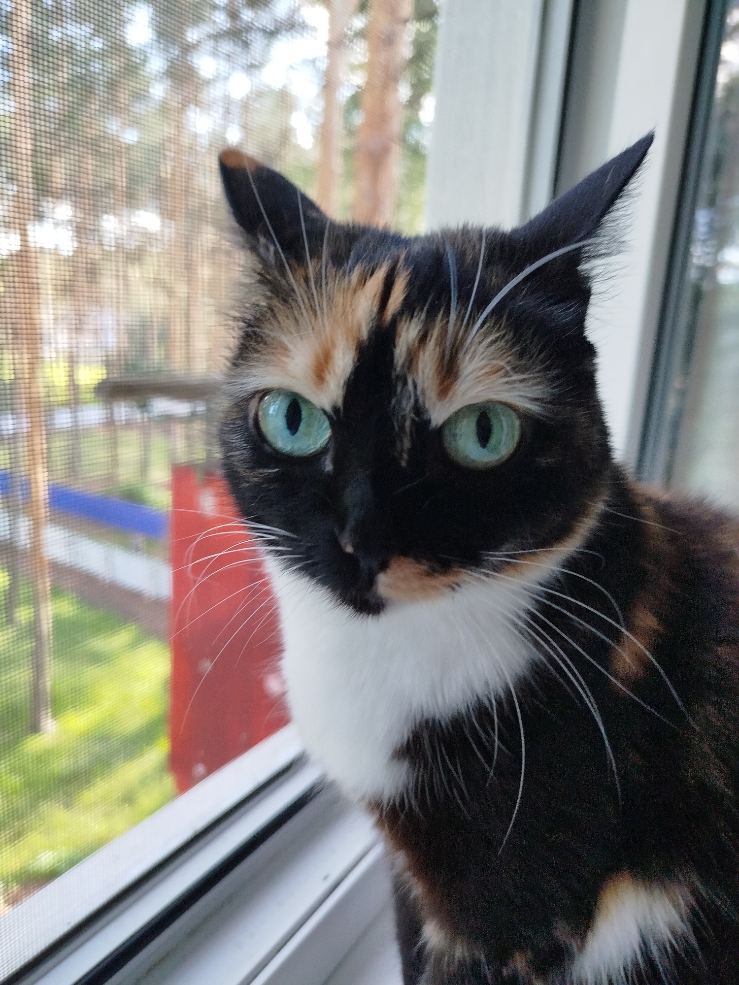 A calico cat is sitting on a white windowsill in front of a window with a screen. The cat has green eyes, a black nose, and a white patch on its chest. The background shows trees, a red object and some blue objects. The location is Unknown, Unknown.