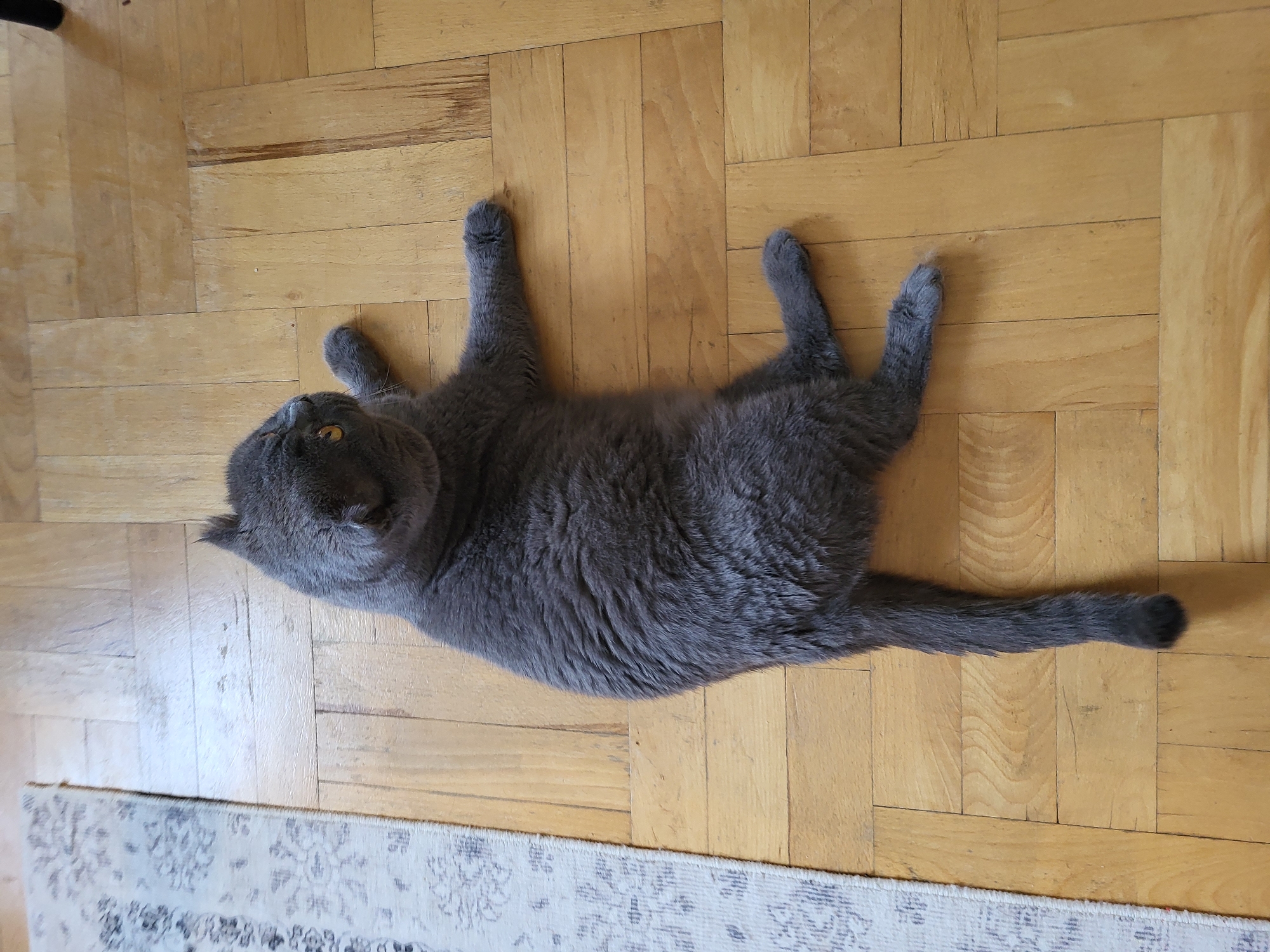 A gray cat lies on a wooden floor, with its body angled away from the camera. The cat is facing to the right, with its head turned slightly back towards the viewer. Its fur is short and dense, and its eyes are a striking yellow. One of its front paws is extended forward, while the other is tucked underneath its body. Its back legs are bent, and its tail is stretched out behind it. To the left of the cat, a portion of a light-colored rug with a dark, intricate pattern is visible. The wooden floor is made up of rectangular planks arranged in a herringbone pattern, and appears to be slightly worn. The lighting suggests an indoor environment, possibly a room in a home. There are no people or other animals present in the scene.