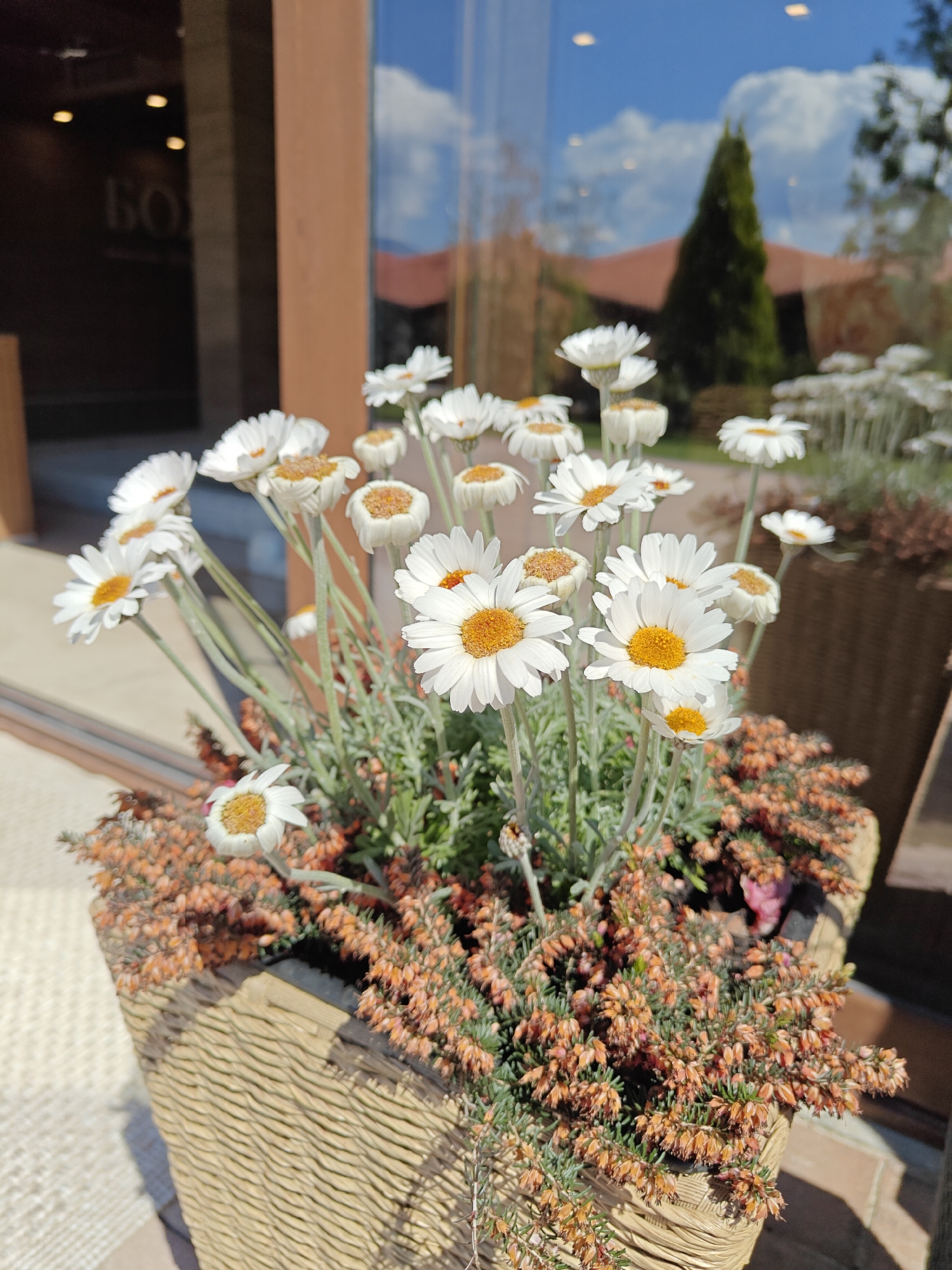 The image shows a close-up view of a flower arrangement in a woven basket-like container. The flowers are white with yellow centers and thin, green stems. There are also smaller, reddish-brown flowering plants interspersed with the white daisies. The arrangement is positioned outside a building, with a reflection visible in the glass window behind it. The reflection shows a green conifer tree, a reddish-brown roof of a building, and blue sky with white clouds. A partial view of a building entrance with the word "БО" can be seen on the left side of the image. Based on the prompt, the location is Baldevo, Bulgaria.
