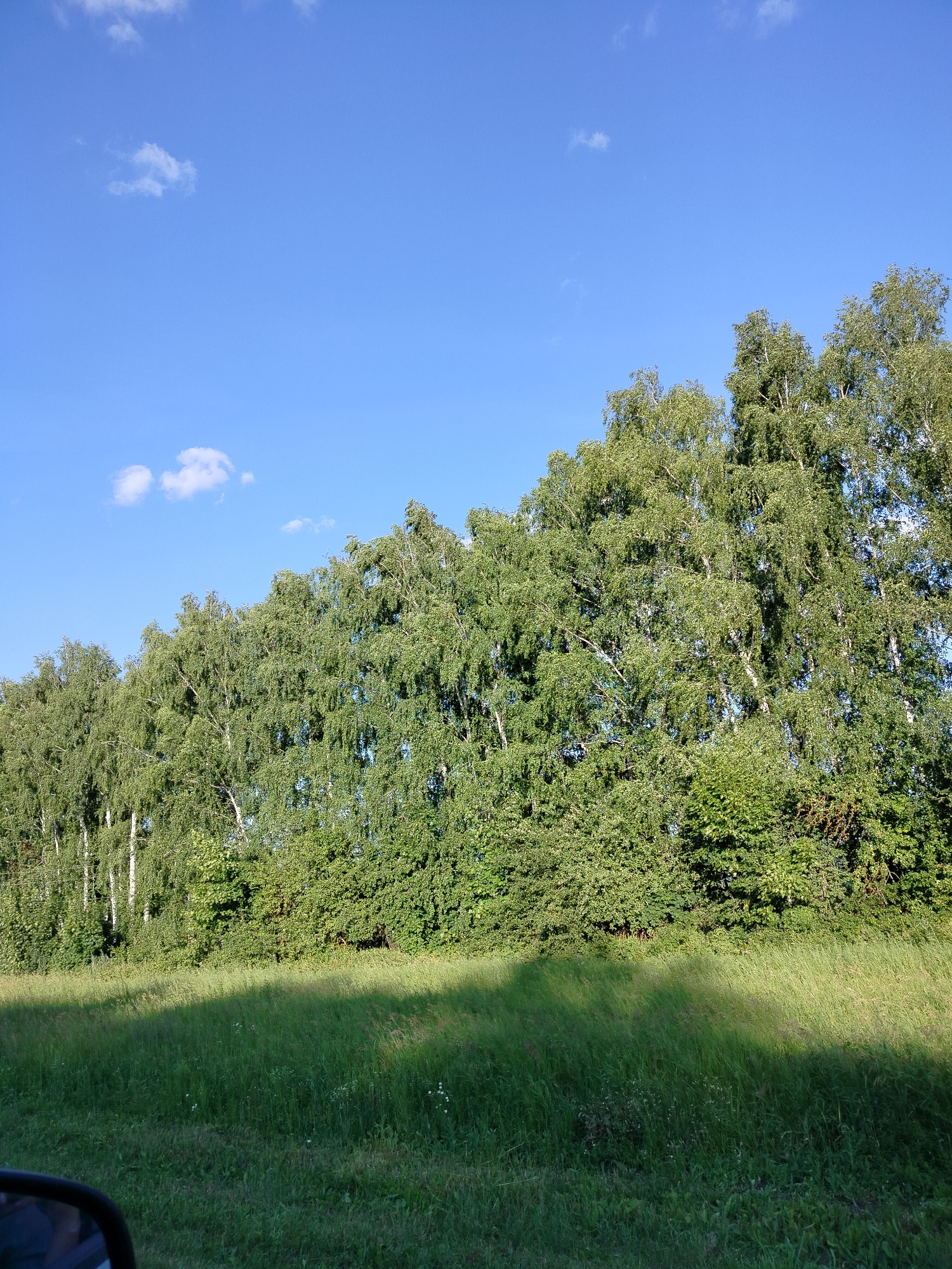 The image depicts a lush green meadow in front of a dense line of birch trees, characteristic of the landscape in Lunino, Russia. The sky is a clear, bright blue with a few small, wispy white clouds. The trees form a verdant wall, their white trunks visible in places through the foliage. The meadow grass is tall and appears freshly cut in some areas, with distinct shadows cast across it, suggesting the presence of an unseen object, possibly a vehicle, from which the photo was taken. A small portion of a black rearview mirror is visible in the bottom left corner, confirming the perspective. The overall impression is one of natural beauty and tranquility on a sunny day.