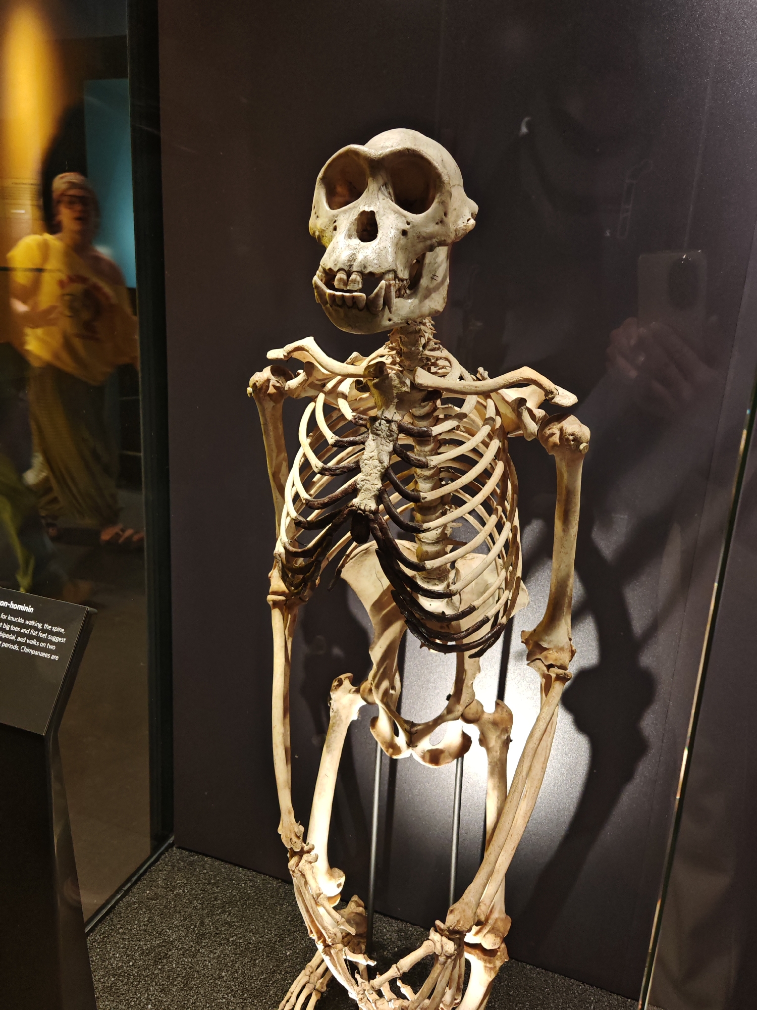 A medium shot of a hominin skeleton on display in a museum in London, United Kingdom. The skeleton is off-white and appears to be a complete skeleton, with all bones connected and visible. The skull is atop the skeleton, connected to the spine, with ribs attached to the spine and sternum. The arms are in a neutral position, with hands extended downward. The legs are also in a neutral position. The skeleton is standing on a dark surface and in front of a dark background. The skeleton is enclosed in a glass case. A person wearing glasses and a yellow shirt is visible in the reflection of the glass case to the left of the skeleton. Another person is visible in the reflection of the glass case to the right of the skeleton. A sign describing the skeleton is visible to the left of the case.