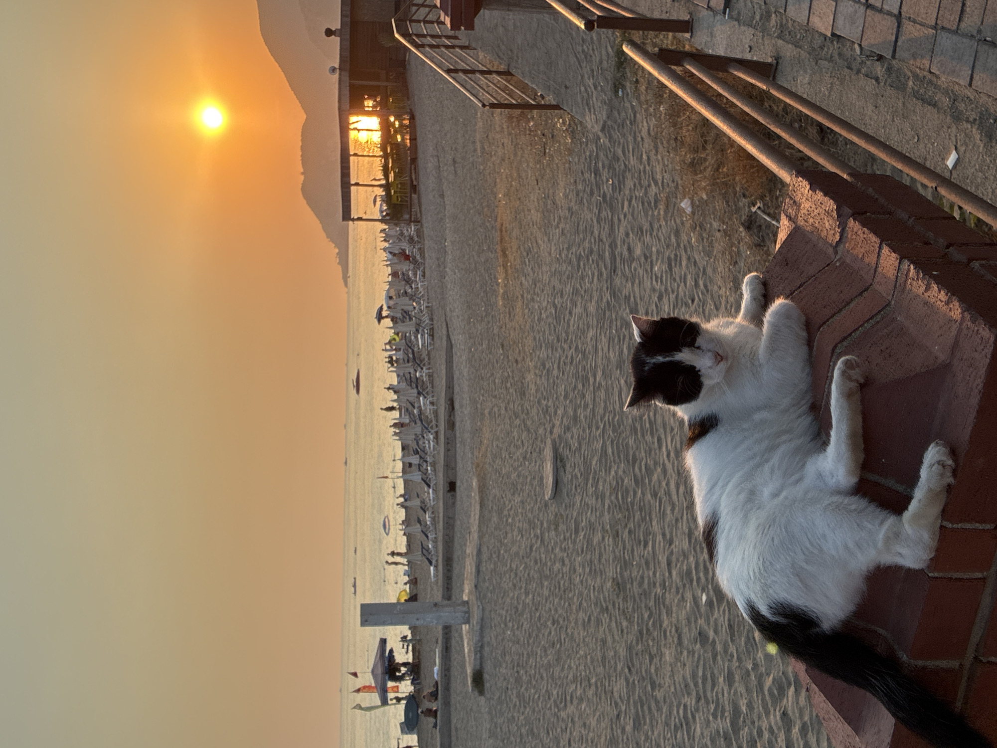 A black and white cat rests on a low brick wall in the foreground of a beach scene at sunset. The cat is lying on its side, facing the viewer, with its front paws extended. The beach behind the cat is sandy, with numerous beach chairs and umbrellas set up, suggesting a public beach. In the background, the sea meets a hazy horizon, with distant mountains visible on the right. A structure that appears to be a beachside cafe or bar is situated on the right side of the image, with its windows reflecting the setting sun. The sky is a gradient of orange and yellow, characteristic of sunset. The overall setting suggests a tranquil end to the day on a Mediterranean beach, possibly in the vicinity of Alanya, Turkey, given the characteristic landscape of the region.