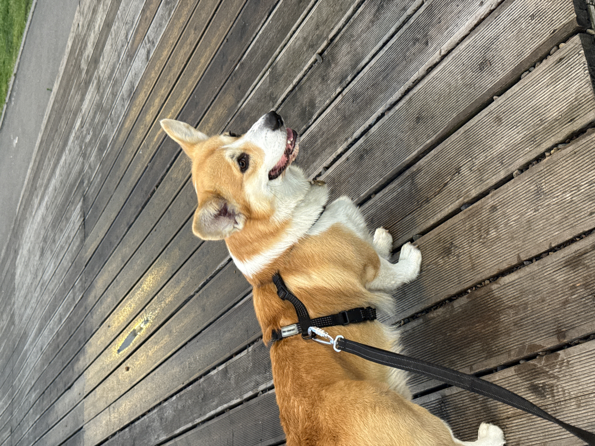 A corgi dog is standing on a wooden boardwalk. The dog is wearing a black harness and a black leash is attached to it. The dog is facing to the right, with its mouth open and tongue visible. The boardwalk is made of weathered wooden planks and appears to be outdoors. In the background, there is a paved path and a grassy area. The lighting suggests it is daytime. The specific location in the city of Krasnoyarsk, Russia cannot be determined from the image.