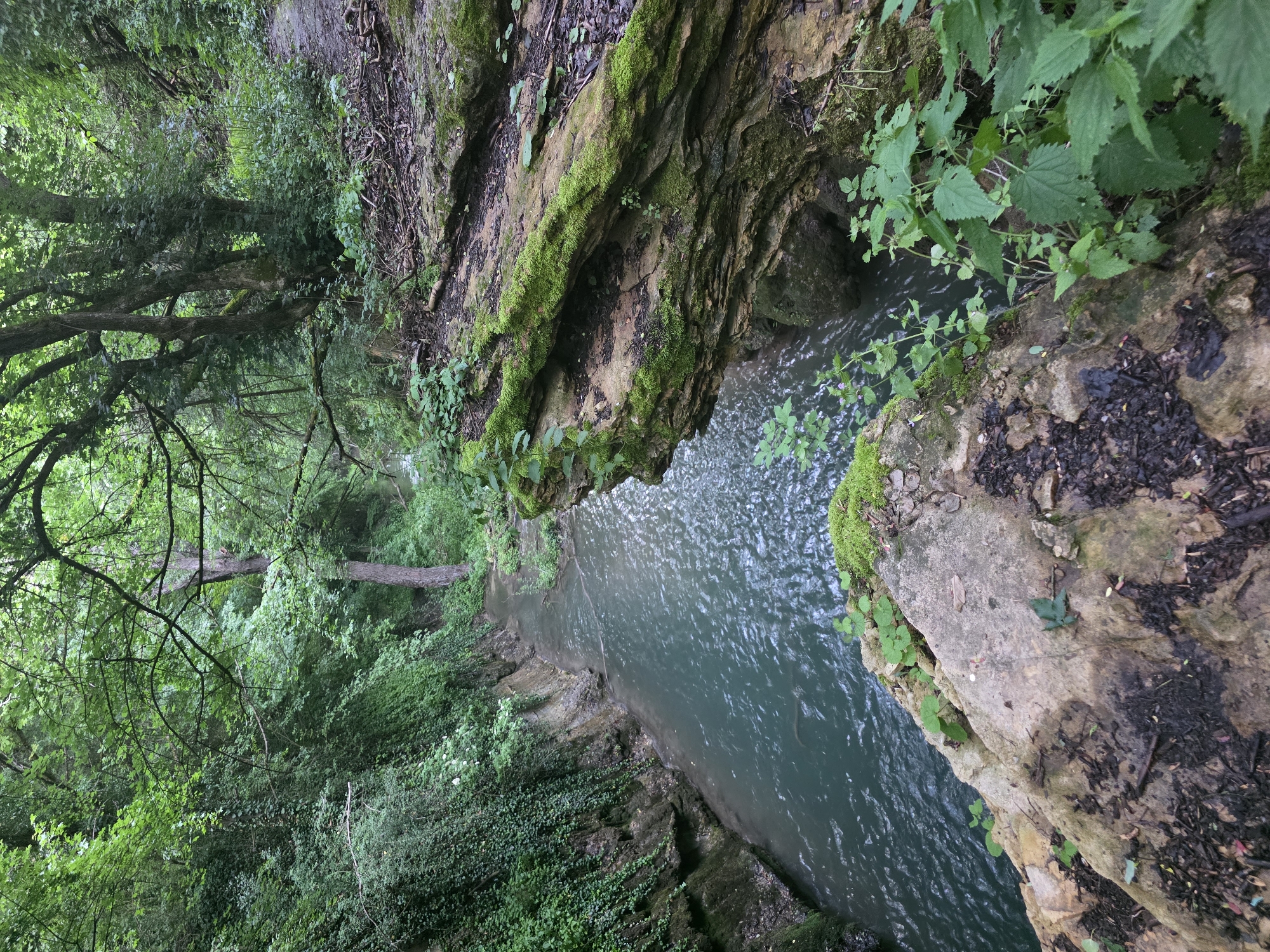 The image portrays a verdant, serene river gorge or ravine, indicative of the natural landscapes found in Bela, Bulgaria. A deep, greenish-blue river flows through the bottom of the gorge, its surface marked by subtle ripples that suggest a gentle current.
From the viewer's elevated perspective, steep, rocky banks frame the waterway. These banks are extensively covered in vibrant green moss, which clings to the rugged rock formations. Alongside the moss, various leafy plants thrive, including what appear to be broad-leaved nettles and ground-covering ivy that colonize the rocky ledges and slopes.
Above the gorge, a dense forest canopy provides shade, with numerous trees displaying robust trunks and branches heavy with abundant green foliage. Further along the gorge, a large, fallen tree trunk spans the width of the ravine, becoming an integral part of the wild scenery.
The lighting is soft and diffused, suggesting either an overcast day or the deep shade provided by the thick forest canopy. There are no harsh shadows, contributing to a tranquil and undisturbed atmosphere. The scene features no visible human activity or text, emphasizing its untouched natural beauty and lush ecosystem.
