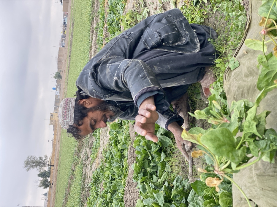 An older man in traditional clothing, including a decorative hat, crouches in a field of leafy green crops. He appears to be working or tending to the plants, with his hands extended toward them. The man is wearing a dark, worn jacket and baggy pants. The field stretches out behind him under an overcast sky, with some buildings and trees visible in the distance.