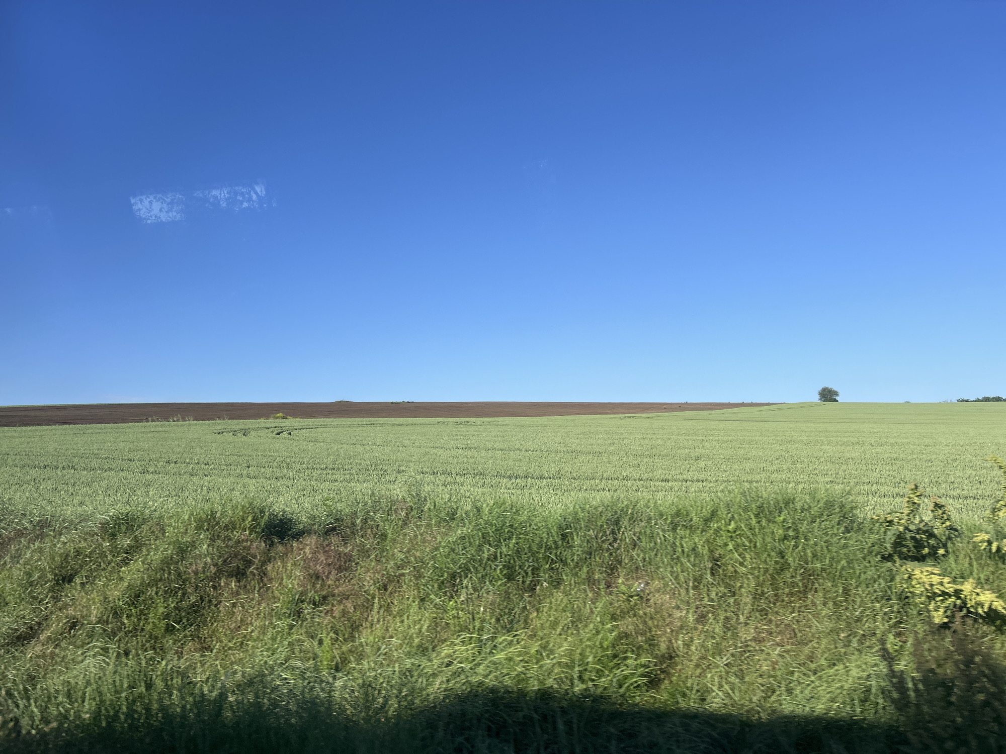 The image shows a rural landscape near Pirgovo, Bulgaria. A vast field of green wheat occupies the middle ground, with taller green grasses filling the foreground. Above the wheat field, a band of dark brown earth stretches across the horizon. The sky is clear and blue with a minor smudge in the upper left corner. A single tree is visible on the horizon to the right.