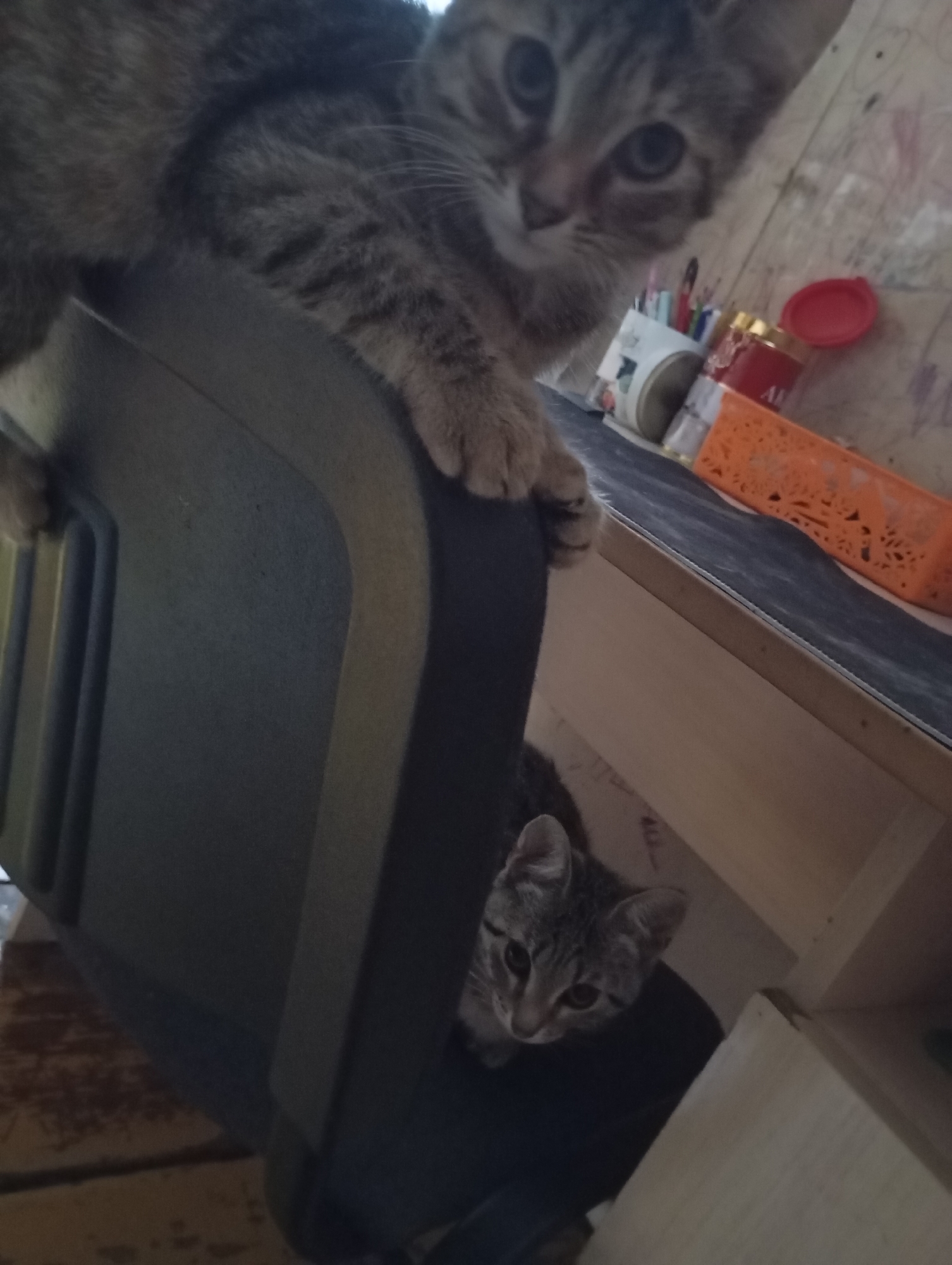 Two tabby kittens are visible in the image. The larger kitten is perched on the top of a dark gray object, possibly a chair or a piece of furniture, with its front paws resting on the edge. Its face is turned towards the camera, and its eyes are looking directly at the viewer. The smaller kitten is looking up from underneath the same object, with its head and face visible. The background appears to be an indoor environment with wooden surfaces and shelves containing various items such as pens, pencils, and containers. The image does not provide any specific information about the city of Фоки, Russia, or any context related to it.