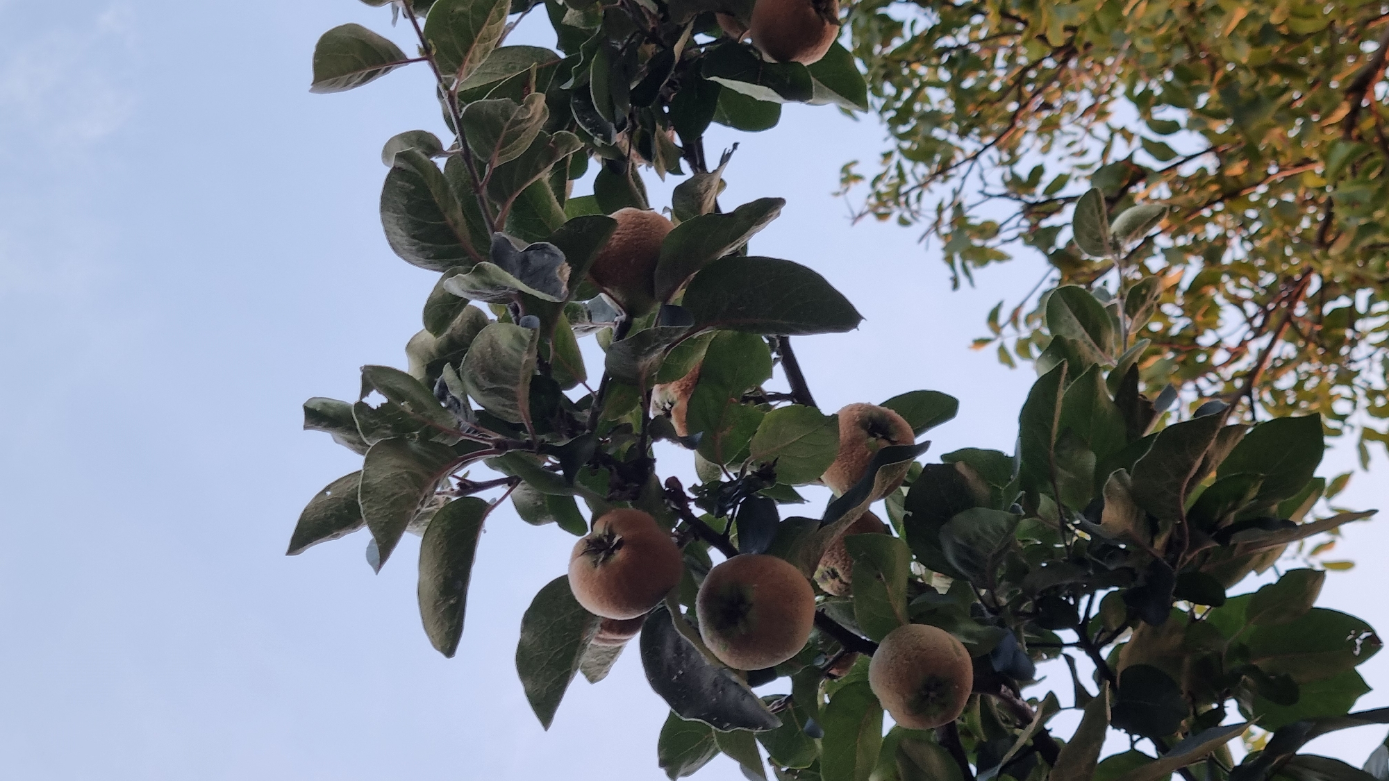 The image shows a close-up view of a tree branch laden with several green and brown quince fruits, set against a clear, pale blue sky. The leaves on the branch are a muted green, some showing signs of damage or wilting, and appear to have a fuzzy texture. The quince fruits are round, varying in color from light brown to a greenish-brown, and also exhibit a fuzzy outer layer. Some of the fruits are partially obscured by leaves. The background is dominated by the sky, with a suggestion of other foliage visible in the lower right corner, out of focus. The overall lighting suggests it is daytime, likely late afternoon or early morning given the soft light. There are no people, animals, or man-made structures clearly visible in this frame. The scene appears to be an outdoor, natural environment, possibly a garden or orchard within the city of Berehove, Ukraine, given the context.