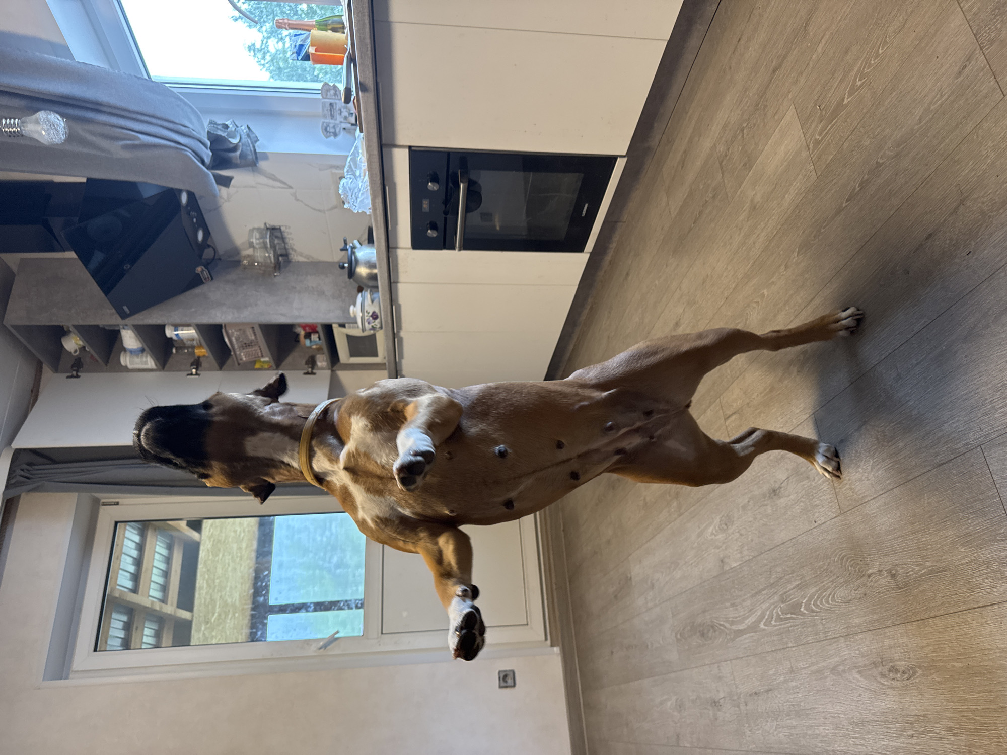 A tan-colored Boxer dog is lying on its back on a wood-patterned floor in an indoor kitchen setting. The dog's legs are extended outwards. The kitchen features white cabinets, a built-in oven, and a window with a view of an unidentified structure. The location is Chaikovsky, Russia.
