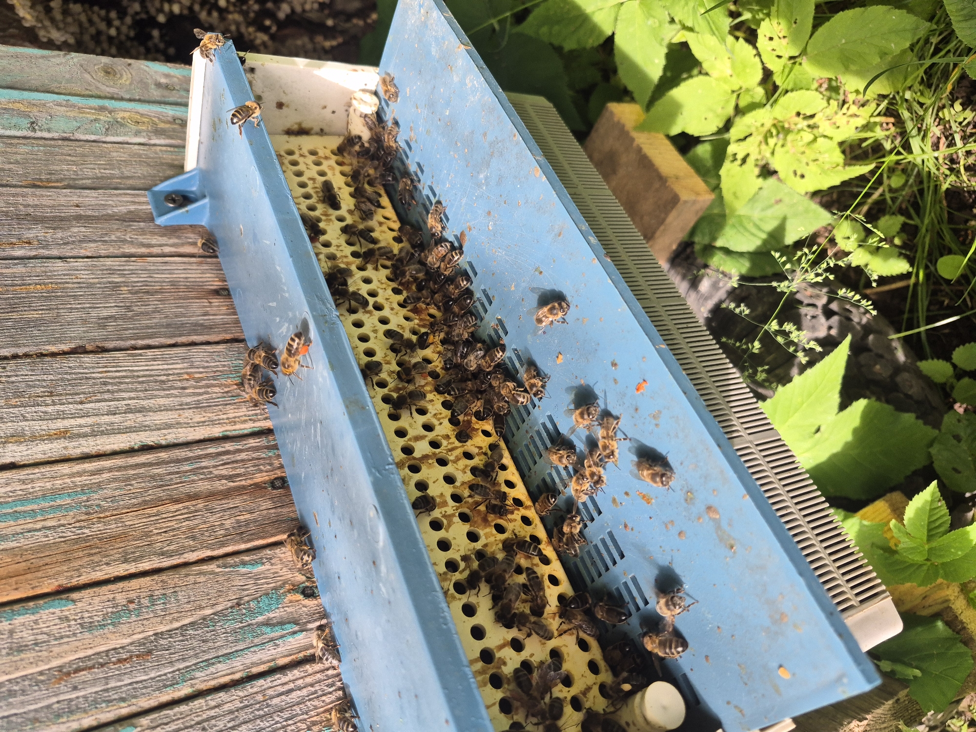 A close-up, high-angle shot captures a busy beehive entrance in what appears to be a rural setting, possibly in Karsha, Russia. The foreground is dominated by a blue plastic component of the beehive, likely a landing board or entrance reducer, covered in numerous honeybees. These bees, varying in size and coloration, are clustered together, with some actively moving, some appearing to be grooming, and others in repose.
The blue surface is marked with scattered debris, likely pollen or propolis, and some small, orange remnants that could be food. Behind the blue structure, a yellow plastic component with a grid of circular holes is visible, also teeming with bees. These holes suggest a ventilation or screened area.
The background features the weathered, vertical wooden slats of the beehive itself. The wood shows signs of age, with a faded, peeling paint texture revealing shades of grey and teal. Sunlight casts shadows across the scene, highlighting the textures of the wood and the bees.
Beneath the beehive, lush green foliage and blades of grass are visible, suggesting an outdoor environment with vegetation. A small, light-colored wooden block is positioned on the ground, potentially to support the hive. The overall impression is one of natural activity within an apiary.
