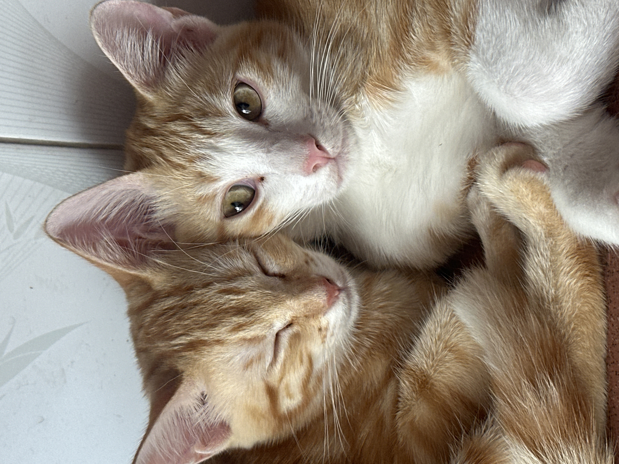 Two orange tabby kittens are snuggled together, their bodies curled against each other. The kitten on the left is partially winking, with its eyes closed except for a sliver. Its fur is a warm ginger color with distinct dark stripes. The kitten on the right is looking directly at the camera with wide, alert green eyes. It has a white chest and muzzle, with orange markings around its ears and eyes. Their paws are tucked underneath them. The background is a pale, textured surface, possibly a wall, with faint shadows and vertical lines that suggest it might be a tiled or panelled wall. The lighting is soft, casting a gentle glow on the kittens' fur. The scene appears to be indoors, possibly in a residential setting. There is no indication of the location in Bac Nha Trang Ward, Vietnam in the image itself.