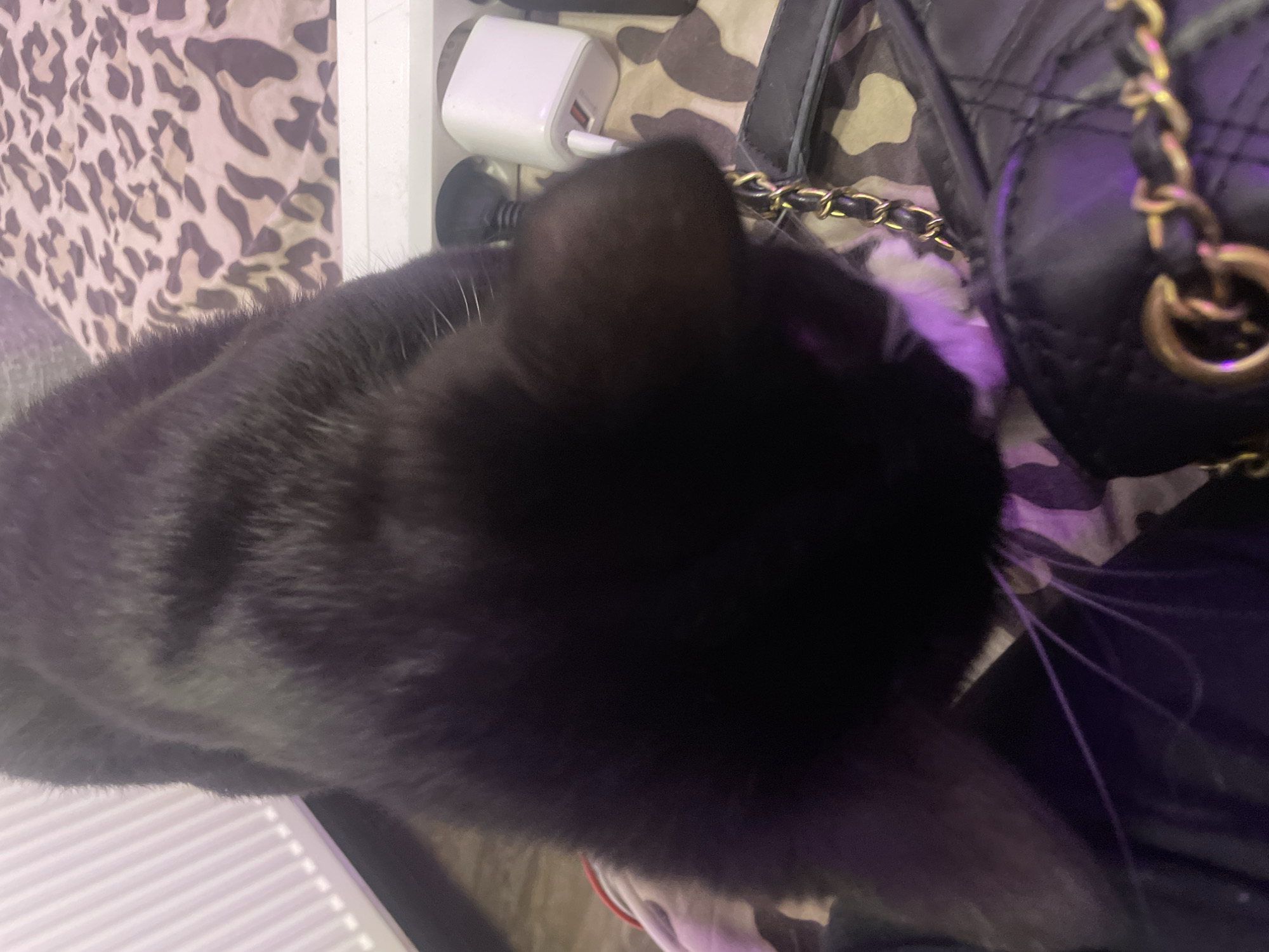 A black cat is the primary subject of the image, positioned in the foreground and angled downwards. Its fur appears dark and possibly slightly blurred due to movement. The cat's head and upper body are clearly visible. In the background, a white object with two ports, likely a power adapter, is present. To the right of the adapter, a leopard-print fabric can be seen. Beneath the cat, a black quilted bag with a gold chain strap is partially visible. The scene is indoors, and the lighting suggests it's daytime or a well-lit room. There are no people in the image, and the location within Zmeinyi, Russia, cannot be determined from the visual information provided.