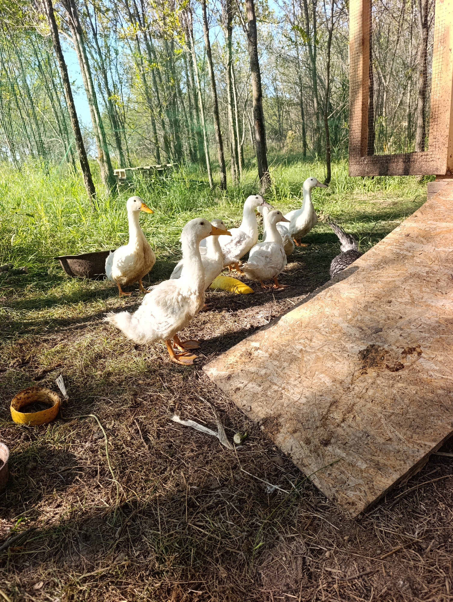 In a grassy outdoor enclosure with a wooden fence and a mesh-covered structure, several white ducks are gathered. One duck in the foreground is facing left, with its beak pointed downwards. Behind it, a group of four other white ducks stands together. To the far right, a bird with black and white speckled plumage is partially visible, peeking out from behind a large piece of plywood. The ground is covered in dry grass and dirt, with a dark metal tub and a yellow plastic object also present. The scene is lit by sunlight, casting shadows across the ground. The location is identified as Dimitrovskii, Russia.