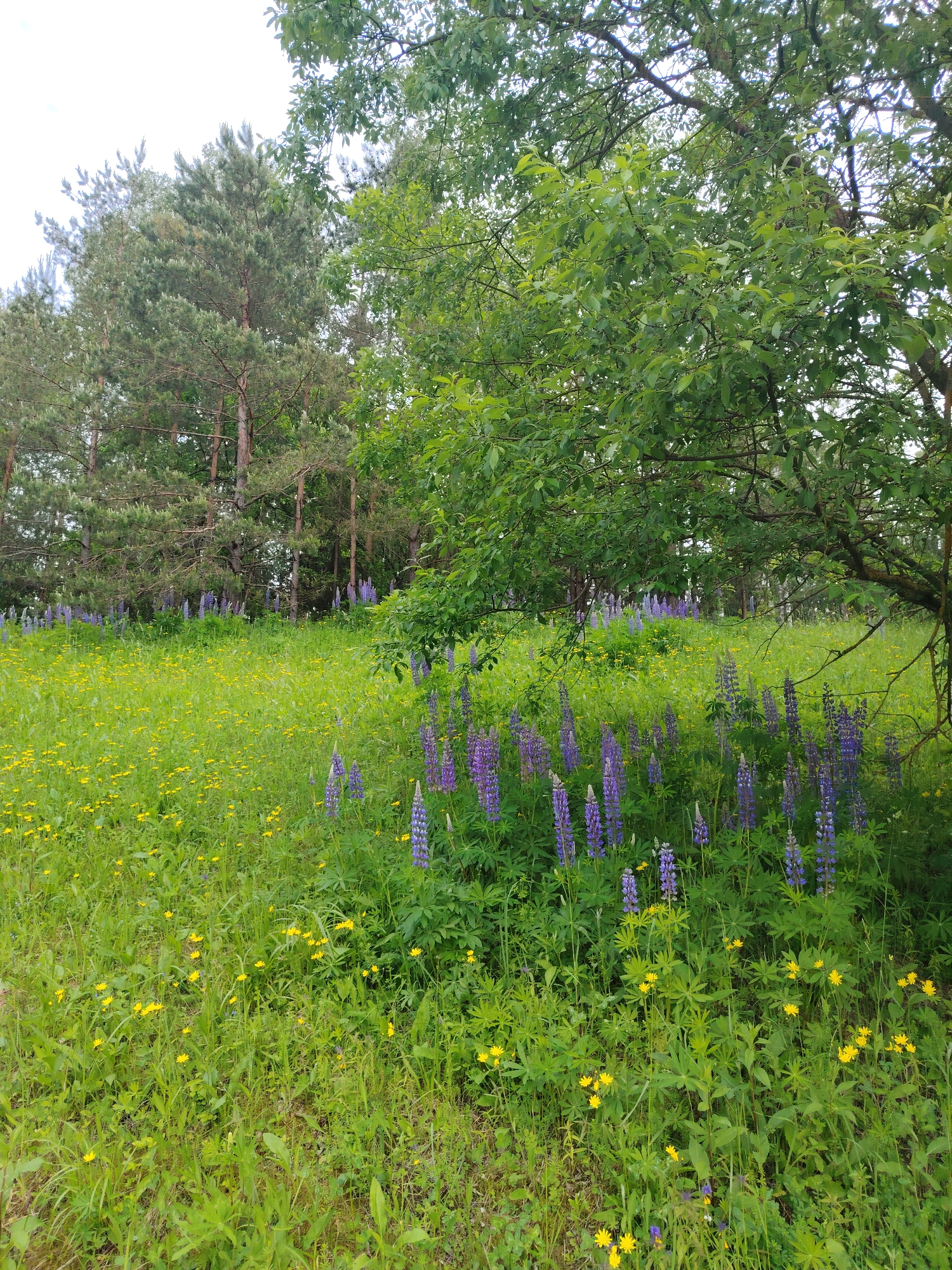 The image depicts a sunlit meadow with a variety of wildflowers, including purple lupines and small yellow blossoms, set against a backdrop of pine and deciduous trees. The terrain is uneven and covered in lush green grass. The scene is characteristic of a rural landscape, possibly within the Astrashitskagaradokski rural council of Belarus, given the mention of the location. There are no people or animals visible in the frame, and no actions or interactions are taking place. The overall impression is one of a natural, undisturbed environment.