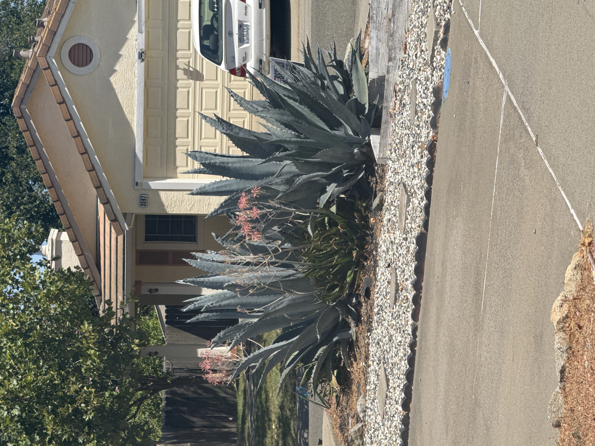 In Antelope, California, a front yard features a large agave plant with flowering stalks bearing coral-pink blossoms. Behind the agave, a light-yellow stucco house with a tiled roof and a beige garage door is visible. A white sedan is parked in front of the garage. A dark wooden fence and a mature tree with green foliage border the property to the left. The foreground shows a driveway and walkway adorned with white pebbles and square concrete pavers.