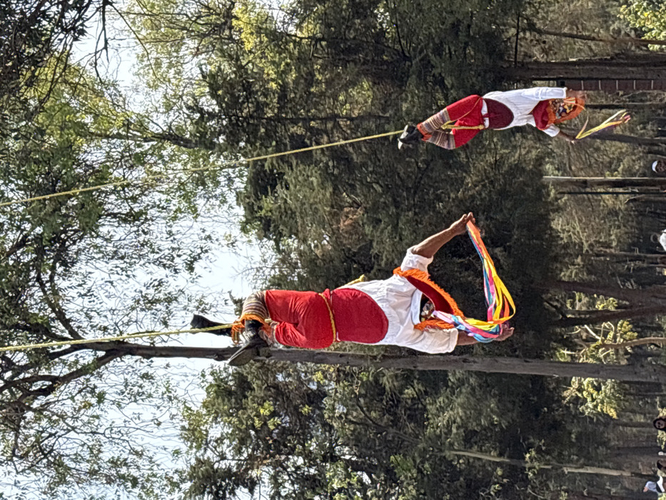 The image captures an outdoor cultural performance featuring two male individuals, identified as "Voladores de Papantla," suspended upside down in Mexico City, Mexico. Each performer is secured by a thick yellow rope tied around their ankles, descending from an overhead structure (implied to be a tall pole, though only the ropes and surrounding tree branches are visible).
The primary performer, positioned centrally on the left, wears traditional red pants, a white long-sleeved shirt with a red sash around the waist, and striped leg coverings over black footwear. This individual holds and is adorned with numerous brightly colored ribbons (pink, yellow, blue, orange, green) that fan out. The secondary performer, visible in the lower right background, is similarly dressed in red pants, a white shirt, and striped leg coverings, with some colored ribbons also trailing from their head/waist area. Both performers are oriented head-downward, mid-descent, with their bodies parallel to the ground.
The environment consists of numerous dense green trees under a clear, bright sky, indicative of a large park or recreational area. A sparse crowd is faintly visible at the very bottom edge of the frame. The location is consistent with public performance areas in Bosque de Chapultepec, Mexico City.