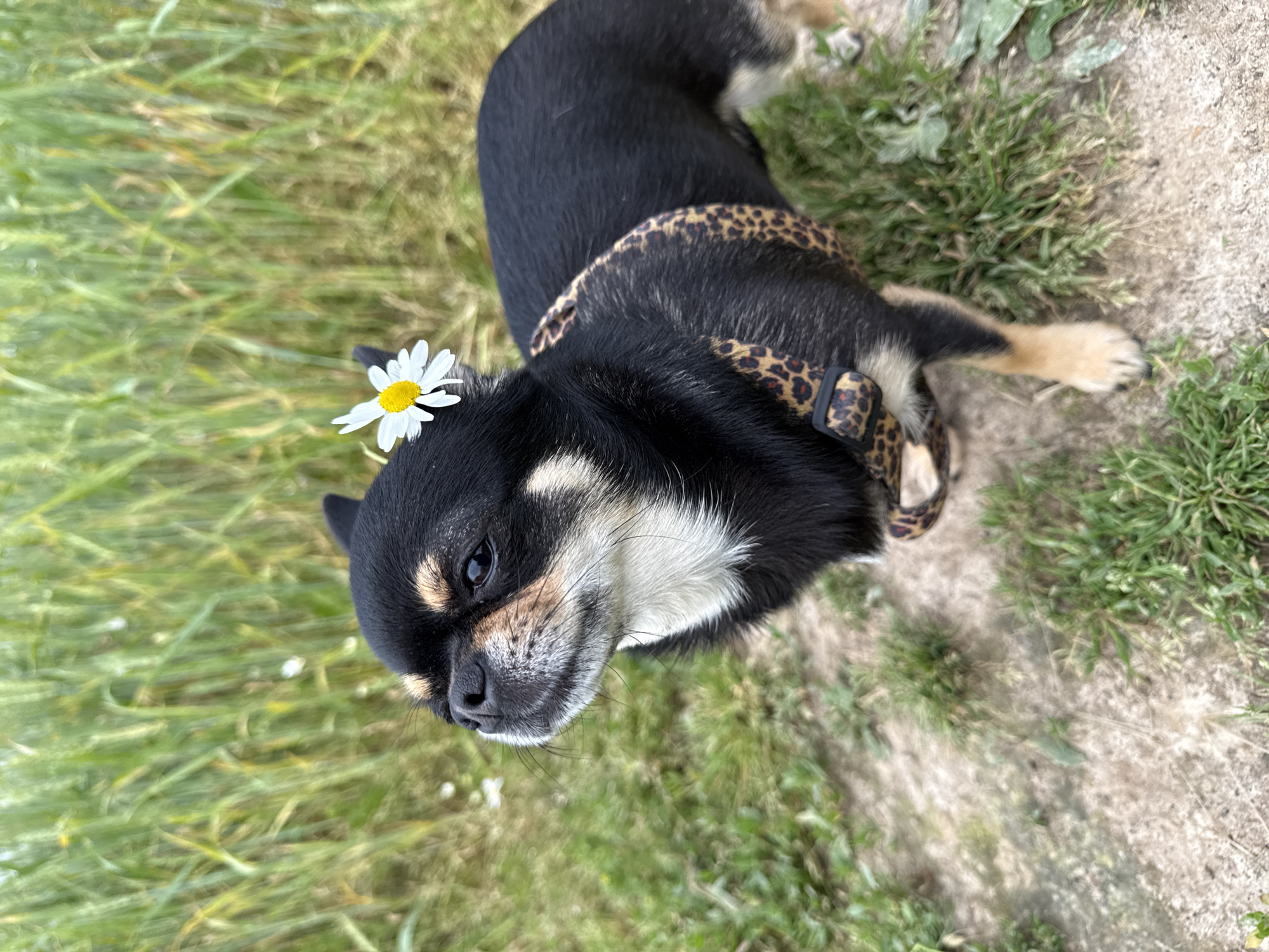 A black and tan chihuahua lies in tall, green grass, its head tilted upwards. A single white daisy with a yellow center is placed on top of its head. The dog wears a leopard-print harness. The background consists of more grass and a dirt path. The lighting suggests it is daytime.