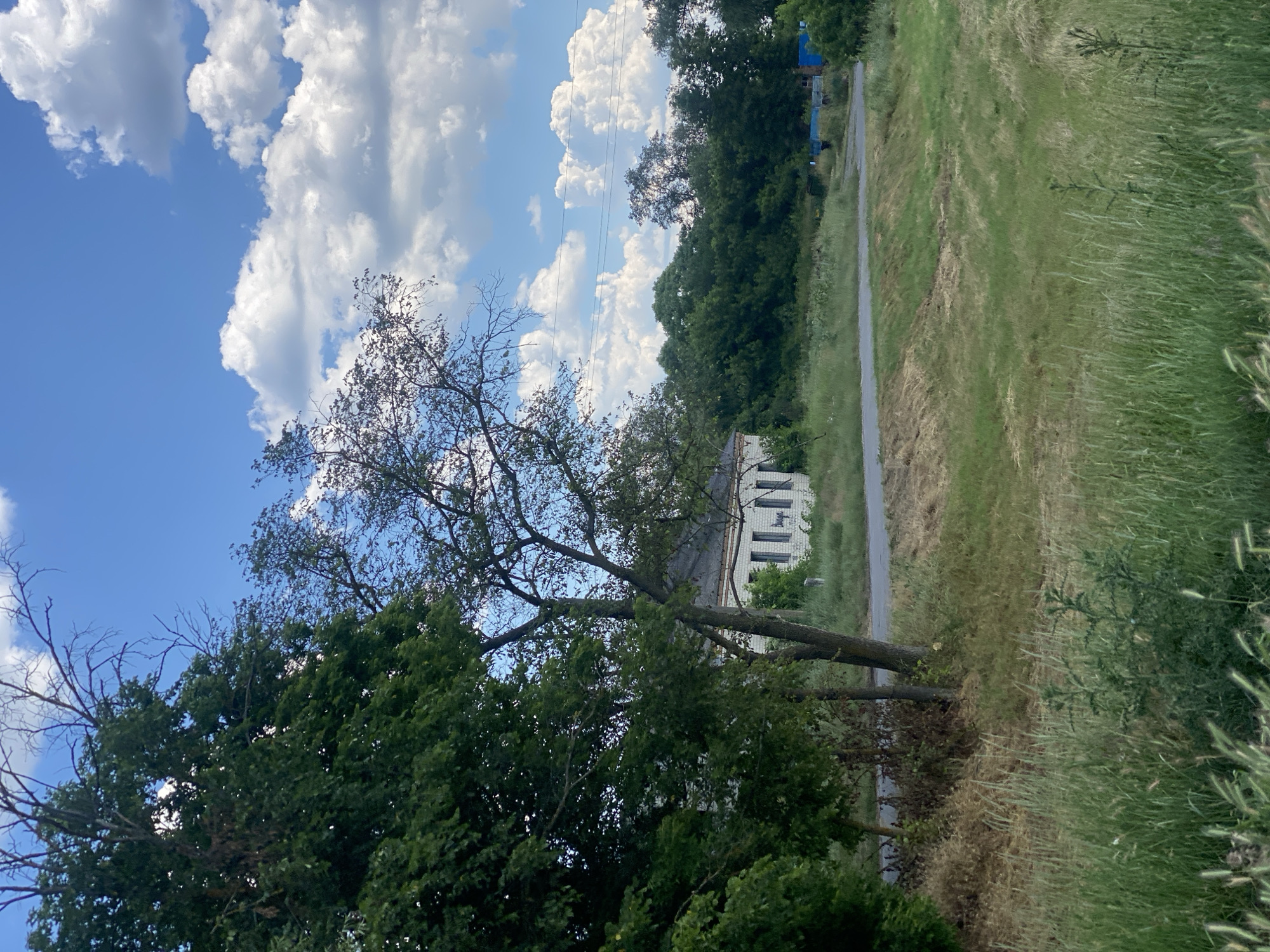 A vertical, medium shot captures an abandoned, weathered building with a gray roof nestled behind tall green trees and overgrown grass. The building, constructed of white brick, features several windows. A gray asphalt road cuts through the scene, bordered by the untamed vegetation. The sky above is a vibrant blue, adorned with puffy white clouds.