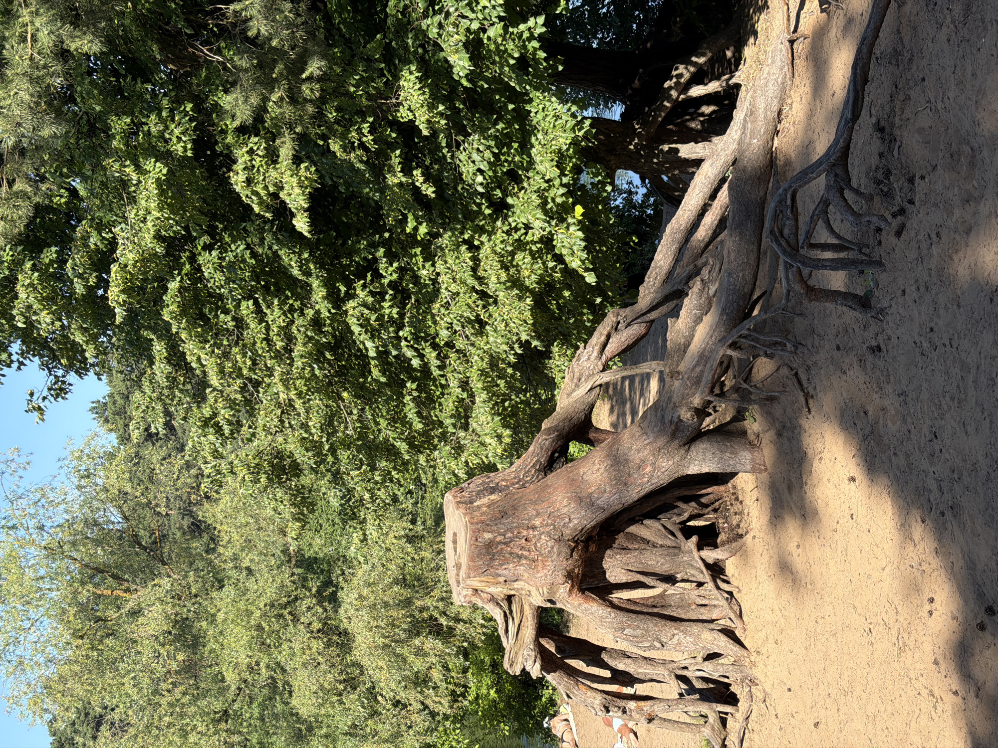 The image depicts a large tree stump with exposed, gnarled roots on a sandy embankment. The stump is situated in the foreground, with its roots extending outwards and appearing to form natural archways. Behind the stump, a dense canopy of green trees forms the backdrop, with sunlight filtering through the leaves, casting dappled shadows on the sand. In the distance, a body of water is visible, reflecting the blue sky. Two individuals are lying on the sand to the left of the stump, appearing to be sunbathing. The overall scene suggests a natural, outdoor environment, likely a park or a beach area. This scene is from the Losiny Ostrov National Park in Moscow, Russia, specifically from the area near the Yauza River.