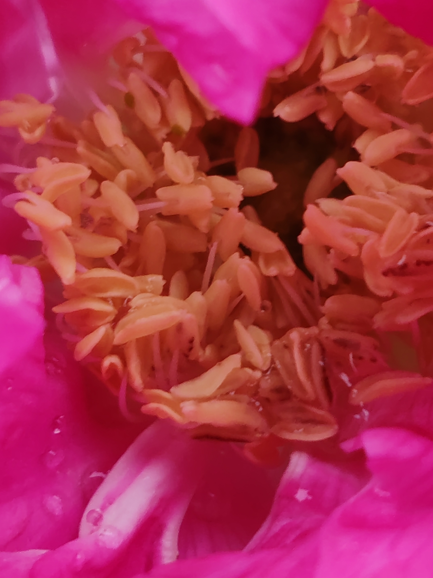 The image is a close-up, macro photograph of the interior of a vibrant pink flower, likely a peony, given the texture and color of the petals and the numerous yellow stamens clustered in the center. The stamens are elongated and covered in pollen, giving them a fuzzy appearance. Some of the stamens appear bent or curled. The lighting highlights the delicate structures within the flower. The image is focused on the reproductive parts of the flower, showcasing their intricate details. There is no discernible information about the location in the city of Чухлэм, Russia.