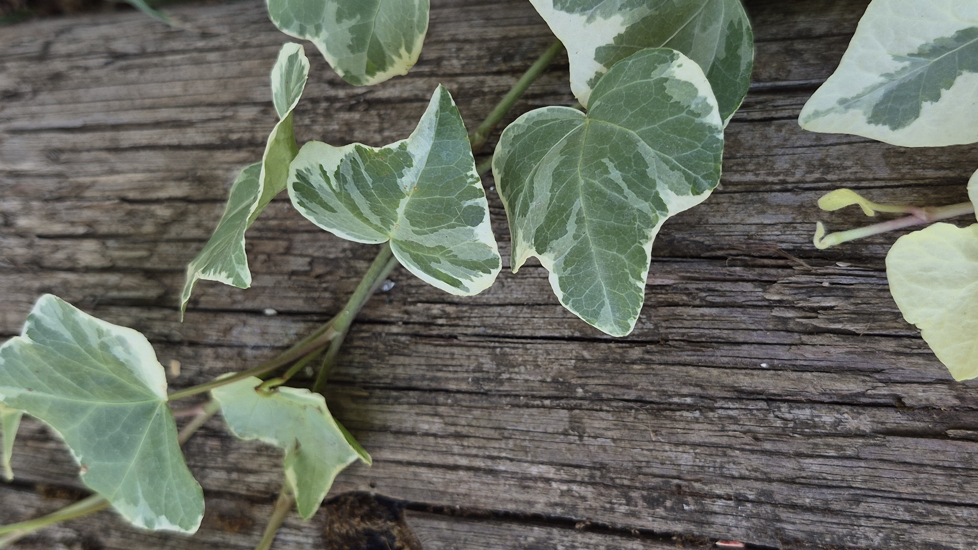 A close-up, vertical shot shows variegated ivy leaves with green and cream coloring against a weathered, gray wooden surface. The leaves are distributed across the frame, with some in focus and others slightly blurred. The wood grain is prominent, suggesting an outdoor or rustic setting. No people or specific landmarks are visible, making it impossible to determine the location within a city.