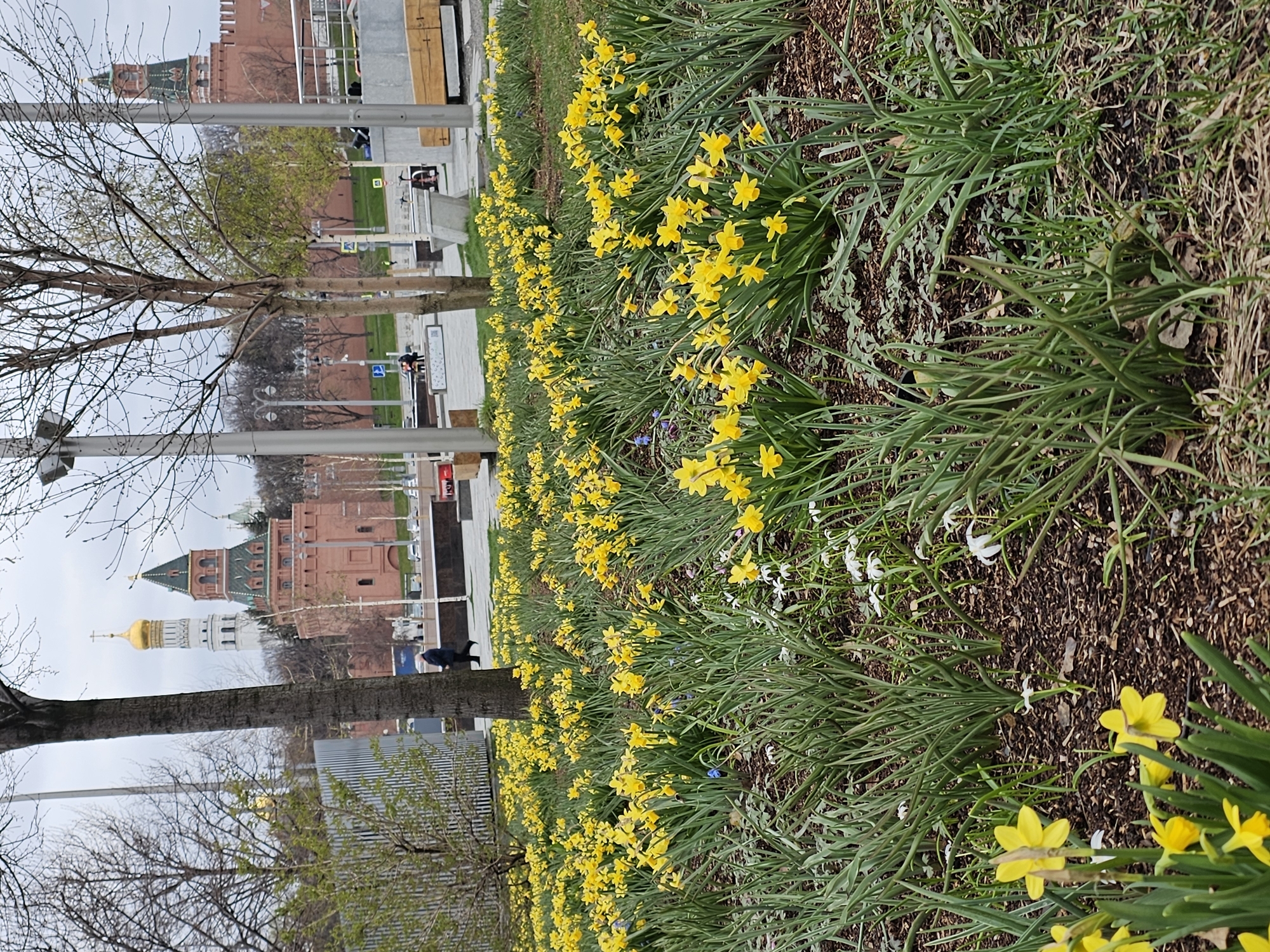 The image captures a landscape featuring rows of blooming yellow daffodils in a flower bed, situated alongside a pathway in what appears to be a public area. In the background, there are structures resembling the towers of the Moscow Kremlin, including a golden-domed bell tower, suggesting that the location is in Moscow, Russia. Bare trees and street lamps are also visible along the path. People can be seen in the background, though they are not the focal point. The sky is overcast, indicating a cloudy day. The flower bed is covered with mulch.