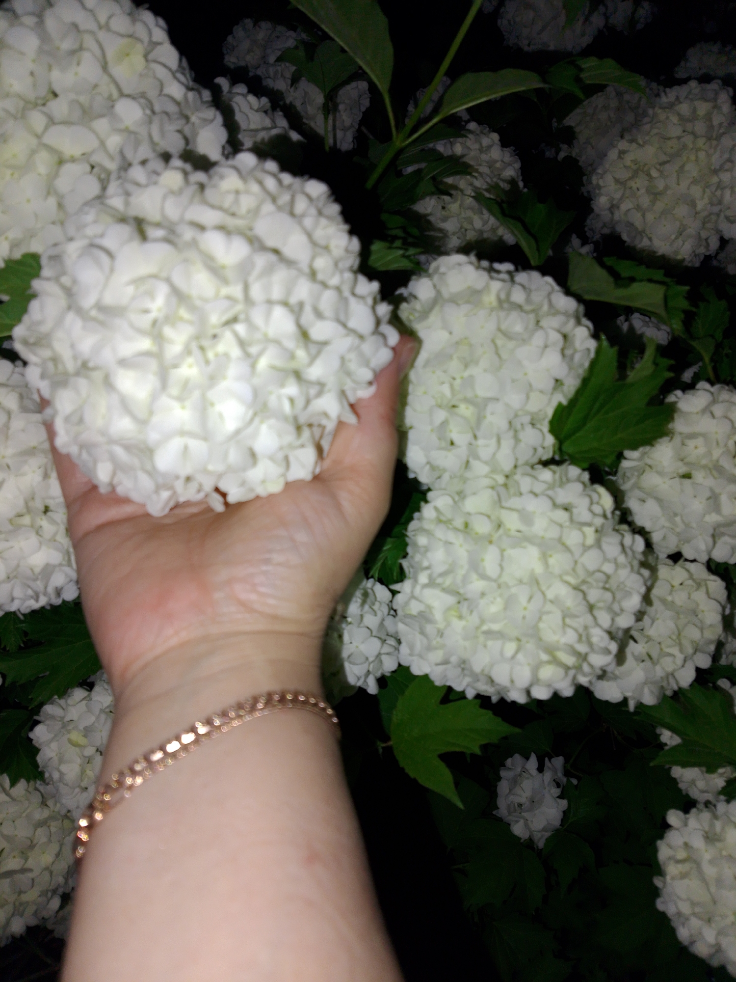 A hand with a gold bracelet holds a large white flower resembling a snowball. Many similar flowers are in the background, interspersed with green leaves. The location may be Прикамский, Russia.