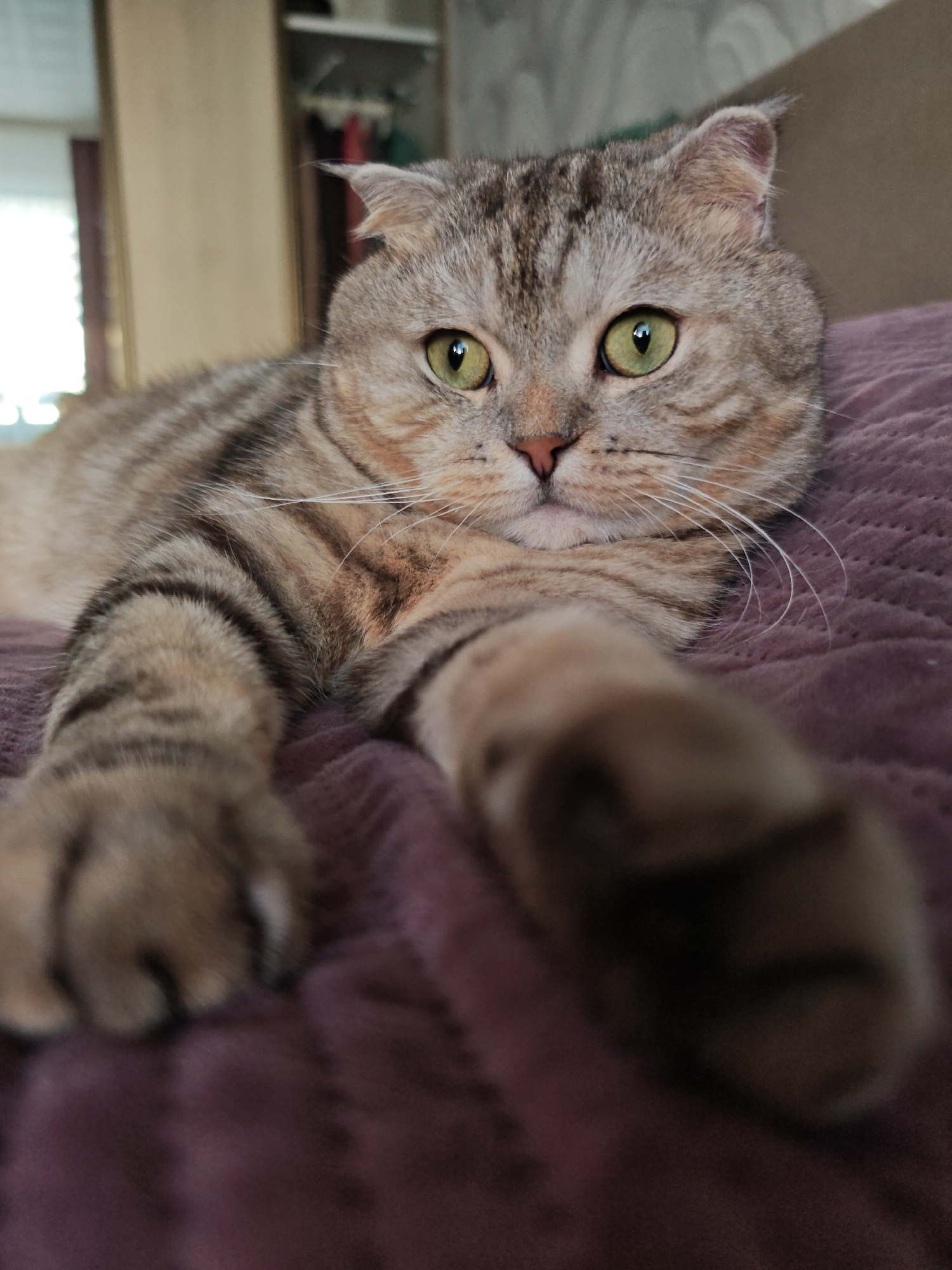 A Scottish Fold cat with green eyes and tabby markings is lying on a textured purple blanket, with its front paws extended towards the camera. The cat's fur is a mix of gray, brown, and tan, with dark stripes. Its ears are folded forward, a characteristic of the breed. The background is blurred, showing what appears to be a domestic interior with a closet or wardrobe visible on the left. The scene is well-lit, and the focus is sharp on the cat's face and front paws. There is no indication of the location being in Minsk, Belarus.