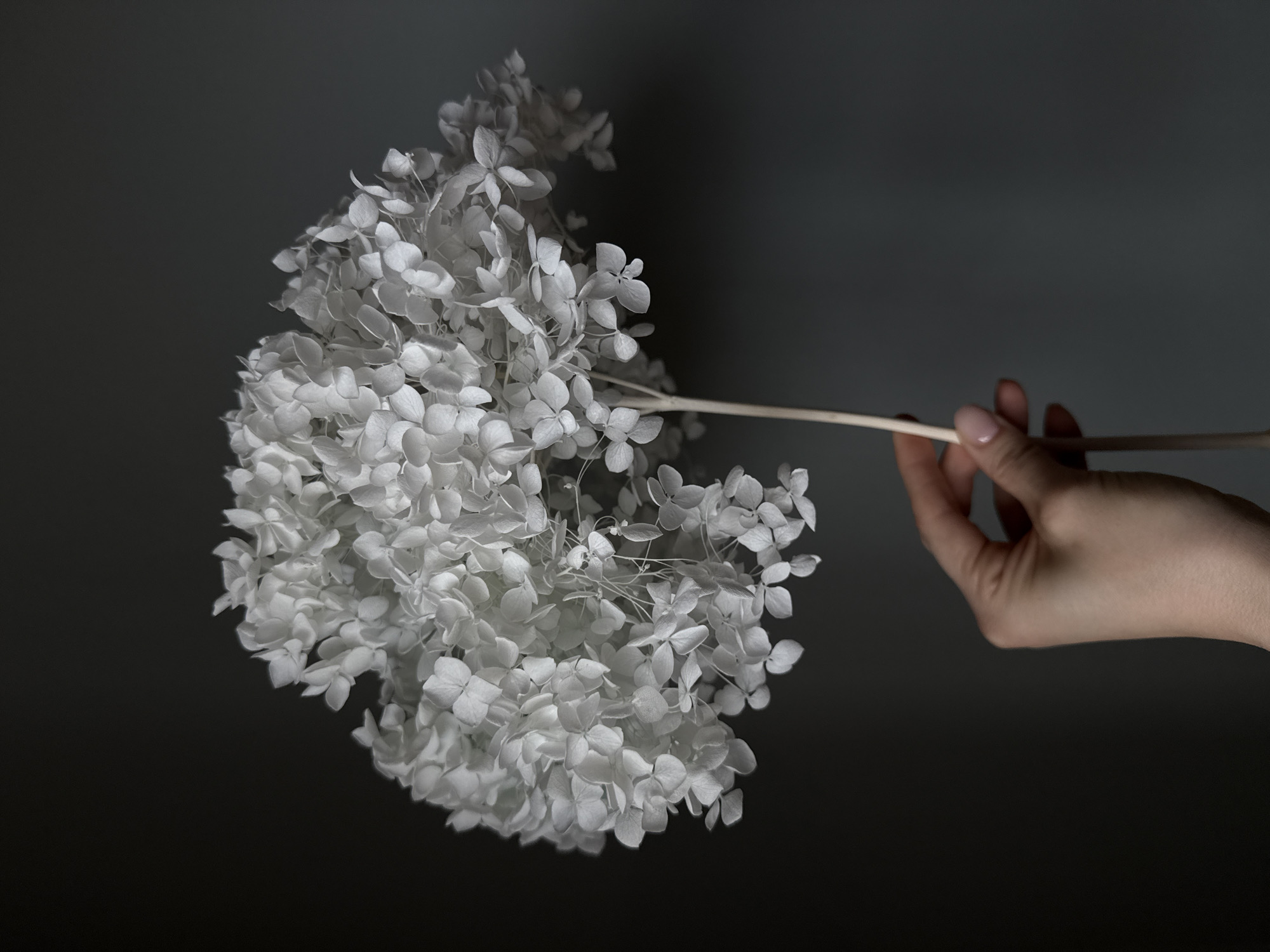 A hand holds a sprig of white hydrangea against a dark grey background. The hand is light-skinned, with short, manicured nails painted a pale pink. The hydrangea bloom is dense and round, with many small, individual white flowers. The stem is thin and light brown. The background is smooth and without discernible texture.
The location in the city of Chaikovsky, Russia is not evident in the image.