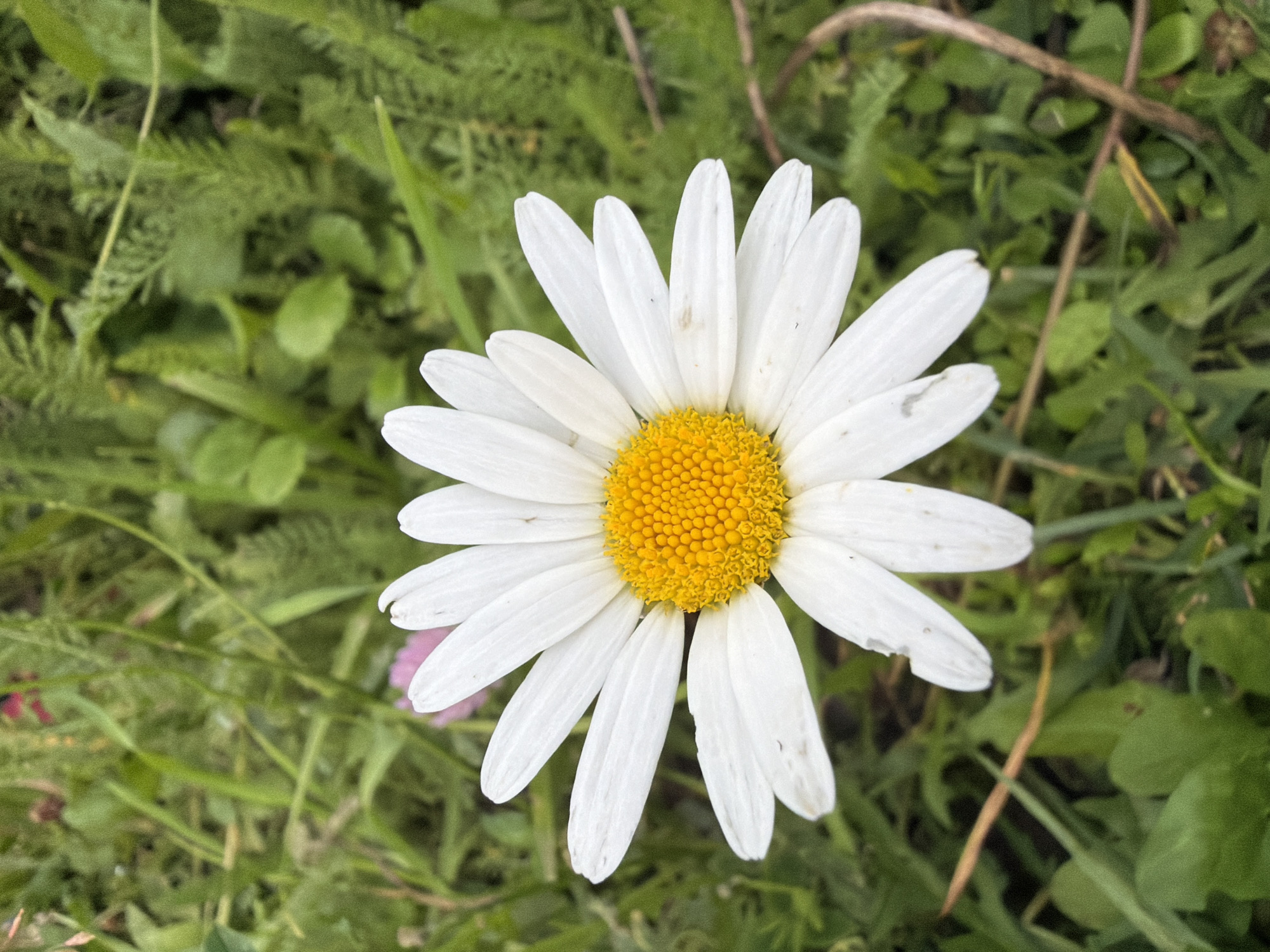 A close-up, top-down view captures a single white daisy with a vibrant yellow center, positioned centrally in the frame. The daisy's white petals, some slightly worn, fan out from its core. The background consists of a dense, green environment of various grasses and foliage, suggesting an outdoor setting. There is no indication of the city of Petukhi, Russia, or any people within the image. The lighting appears natural, highlighting the textures of the flower and vegetation.