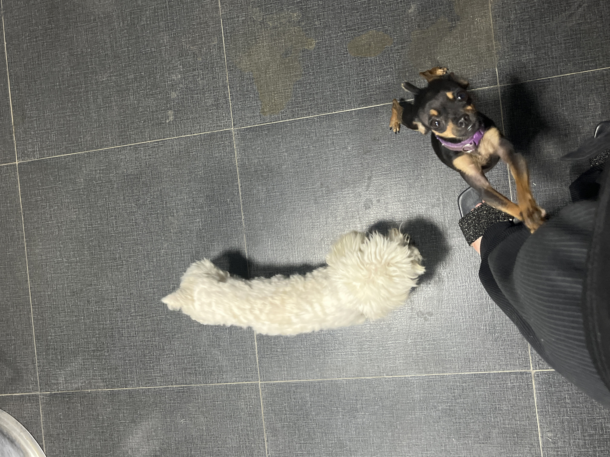 In Juan Griego, Venezuela, two dogs are on a dark tiled floor. A small black and tan dog wearing a purple collar is looking up at the camera with its front paws extended. A fluffy white dog is standing to the left of the black and tan dog, facing away from the camera. A person's legs, clad in dark, ribbed pants, are visible in the foreground, near the black and tan dog. The floor tiles show some dirt marks.