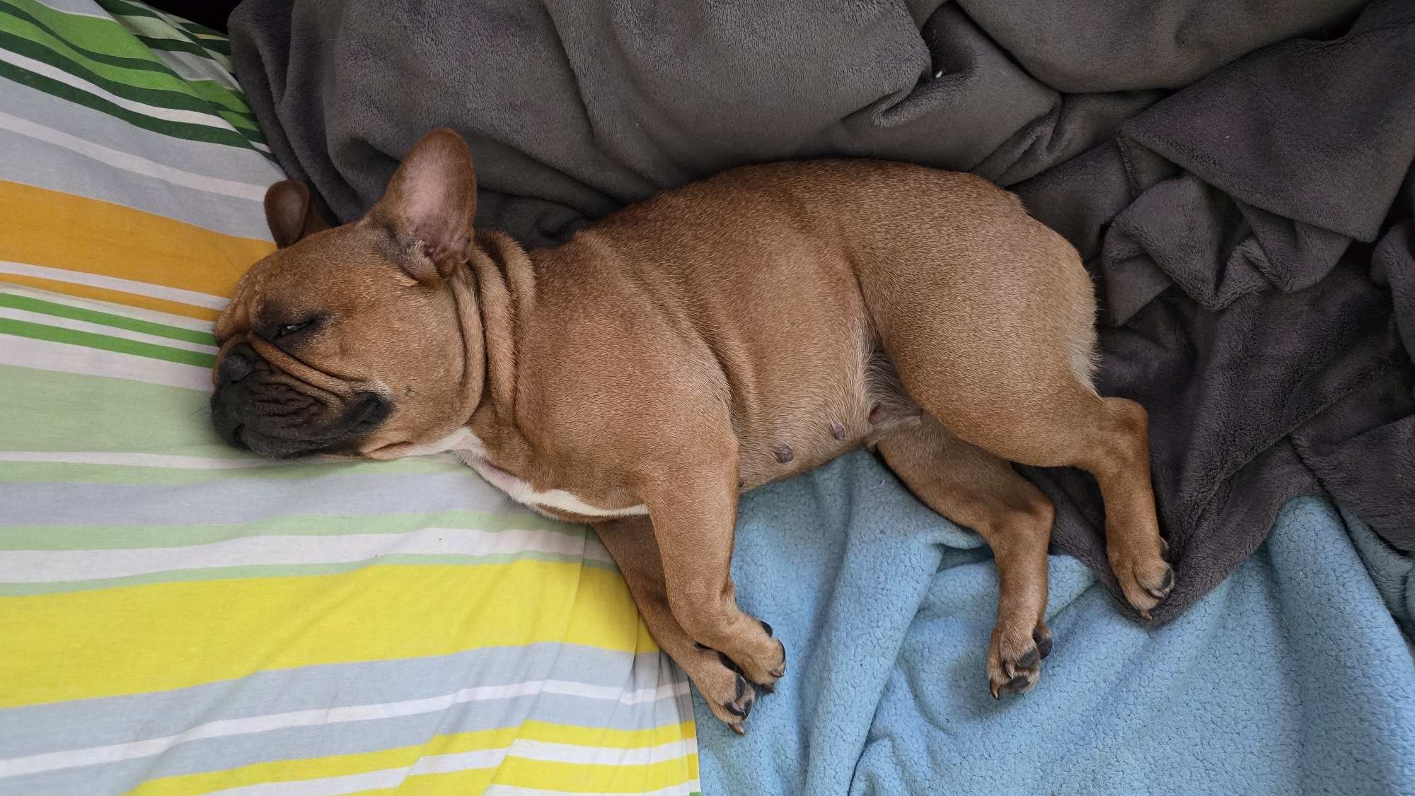 A brown French Bulldog is sleeping on a bed. The dog is lying on its side, with its head resting on a striped pillow. The pillow has stripes of yellow, green, and white. The dog is covered by a blue blanket on the left side and a gray blanket on the right. The background is blurred, but it appears to be an indoor setting. The image is taken from a top-down perspective. The location of this scene is not determinable from the image.