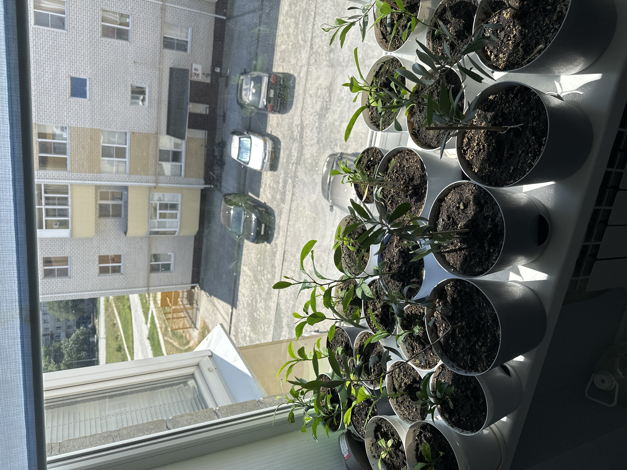 The image shows a windowsill in Nevinnomyssk, Russia, with numerous potted young plants. The plants are in various white and gray pots, filled with dark soil. The windowsill is white and appears to be the interior ledge of a window. Outside the window, a gray asphalt courtyard is visible with several parked cars, including a black hatchback, a white sedan, and another dark-colored vehicle. Beyond the courtyard, a multi-story apartment building with a light-colored brick facade and yellow accents is prominent. Trees and some green areas are also visible in the background. The scene suggests an urban residential setting.