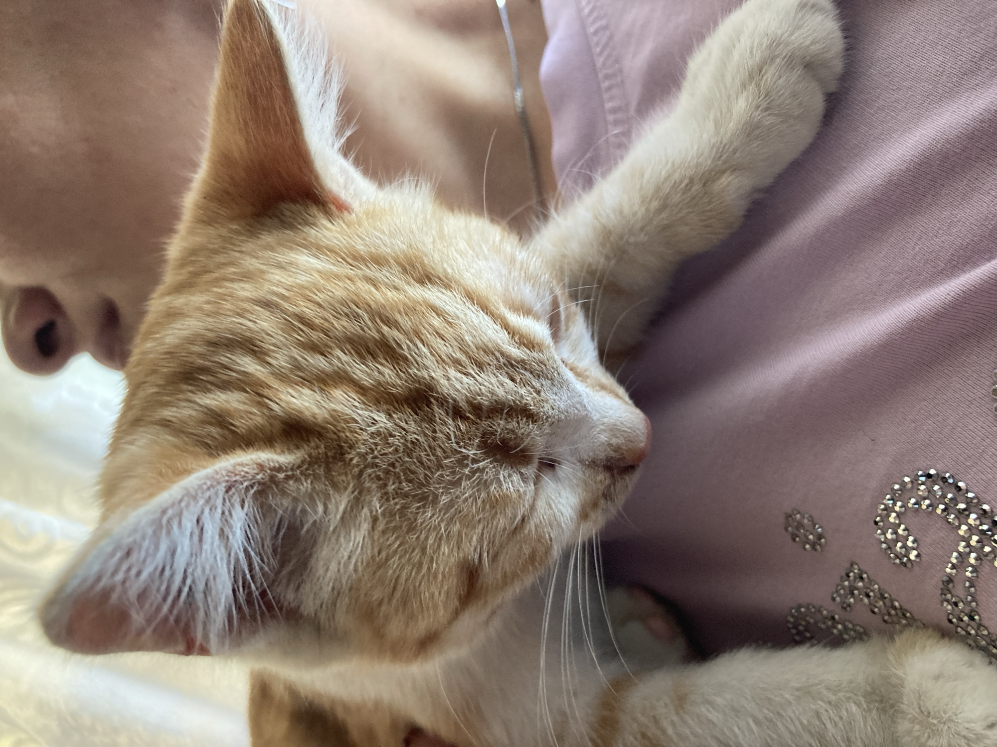 A close-up shot captures an orange tabby kitten nestled against a person's chest. The kitten's head is bowed, with its eyes closed and ears perked. Its soft fur is a blend of orange and white, and its whiskers are prominent. The person's skin is visible around the kitten's head and neck, and they are wearing a pink t-shirt adorned with sparkling embellishments. The lighting suggests an indoor setting, possibly during the daytime. The image is likely taken in a residential area, and there is no specific information in the image to indicate its location within the city of Rakity, Russia.