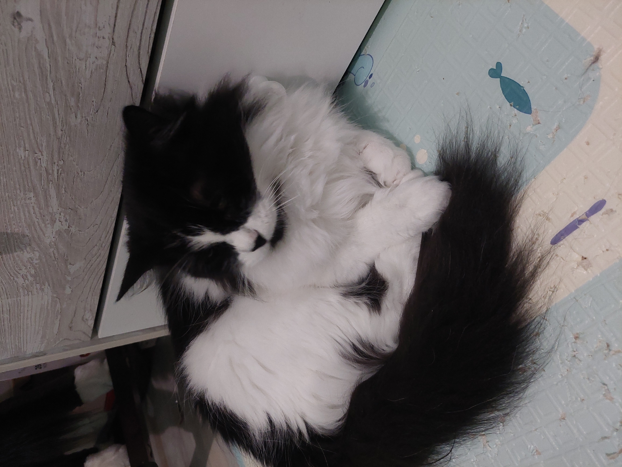 A black and white long-haired cat is curled up on a patterned mat. The cat is mostly white, with black patches on its head, back, and tail. Its tail is long and bushy. The mat is light blue and white, with a cartoon fish design. The cat is resting near a light-colored wooden surface. There is no indication of this image being taken in Plovdiv, Bulgaria, or any city. There are no people visible in the image.
