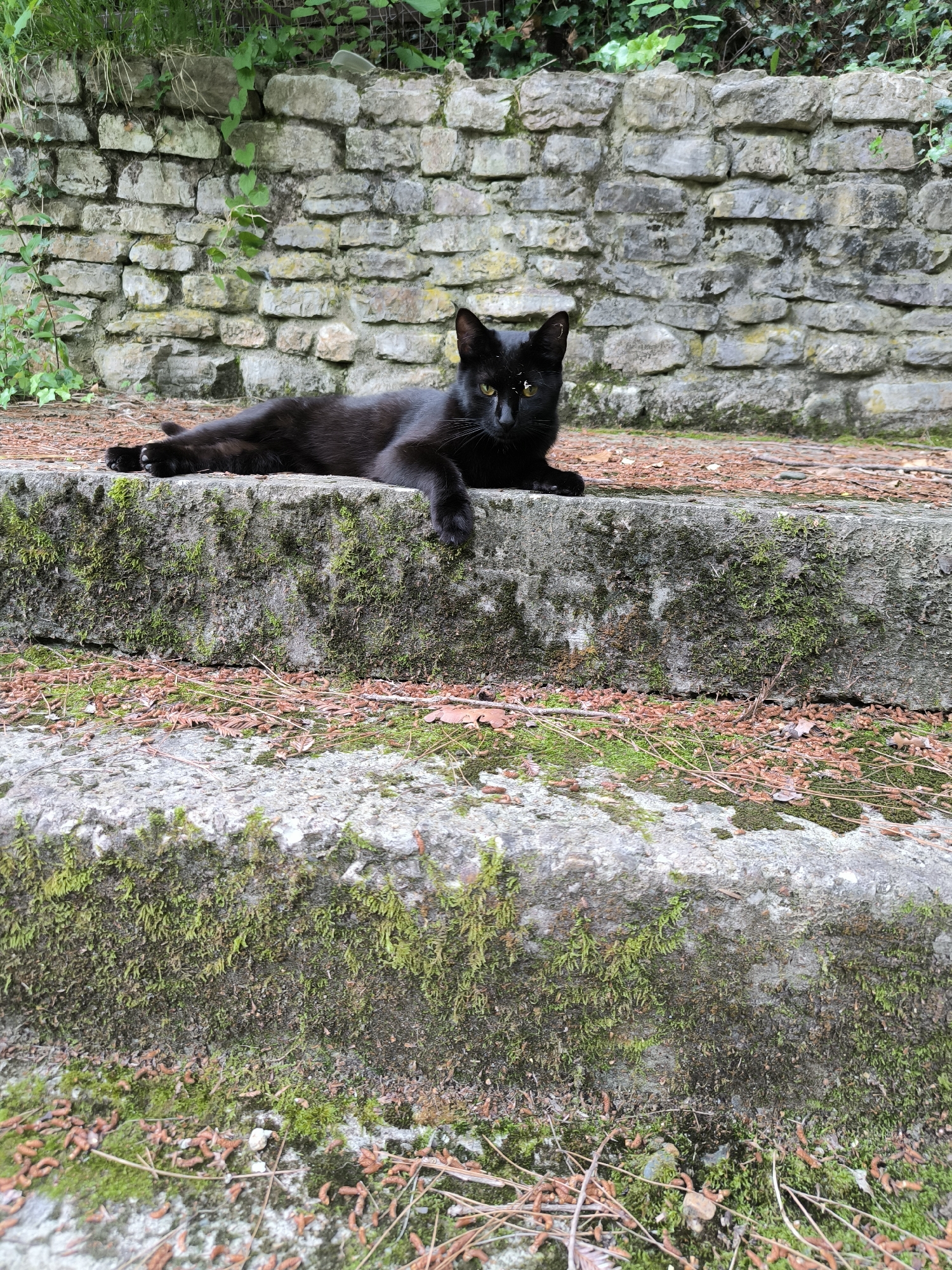 A black cat with yellow eyes is lying on a moss-covered stone step. The cat is positioned on the upper step, with its body stretched out lengthwise and its paws resting on the edge. Behind the cat, a stone wall made of rough-hewn rocks is visible. Green foliage grows along the top of the wall and trails down the side. The steps themselves are weathered and covered in patches of green moss and fallen pine needles and cones. The ground in front of the steps is also covered with similar debris. The lighting suggests it is daytime, with natural light illuminating the scene.