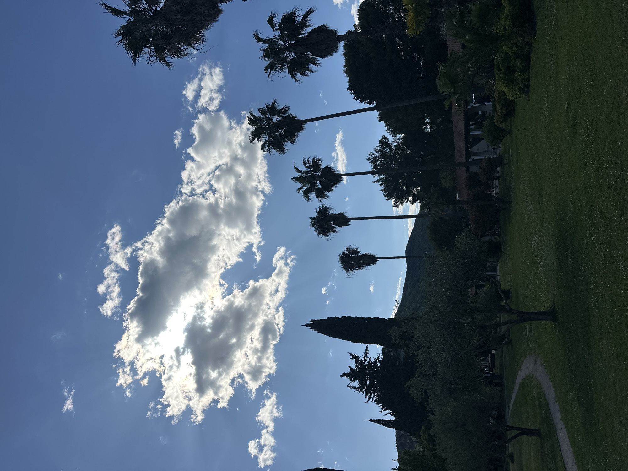 The image depicts a park in Budva, Montenegro, oriented vertically. The sky is blue with a large, bright white cloud obscuring the sun. Six palm trees are aligned from the top left to the center of the image, with their silhouettes contrasting against the sky. A dark green lawn stretches across the lower right of the image, with trees, shrubs, and possibly buildings partially visible along the edge. A path winds through the grass. A mountain is faintly visible in the background.