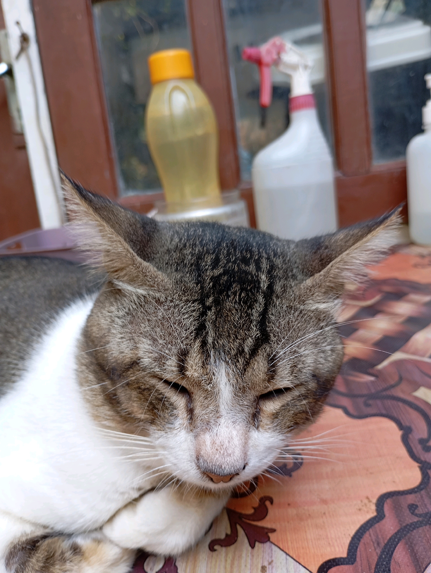 A tabby and white cat sleeps on a patterned surface, possibly a table or floor, with its eyes closed and head resting on its paws. The cat's fur is striped with brown and black on its head and ears, contrasting with its white chest and belly. Behind the cat, a window is visible with a brown frame. On the windowsill, several objects are present: a yellow bottle with an orange cap, a white spray bottle with a red nozzle, and another white bottle, suggesting an outdoor or semi-outdoor setting, possibly a balcony or patio in Balikpapan, Indonesia. The lighting suggests it is daytime.