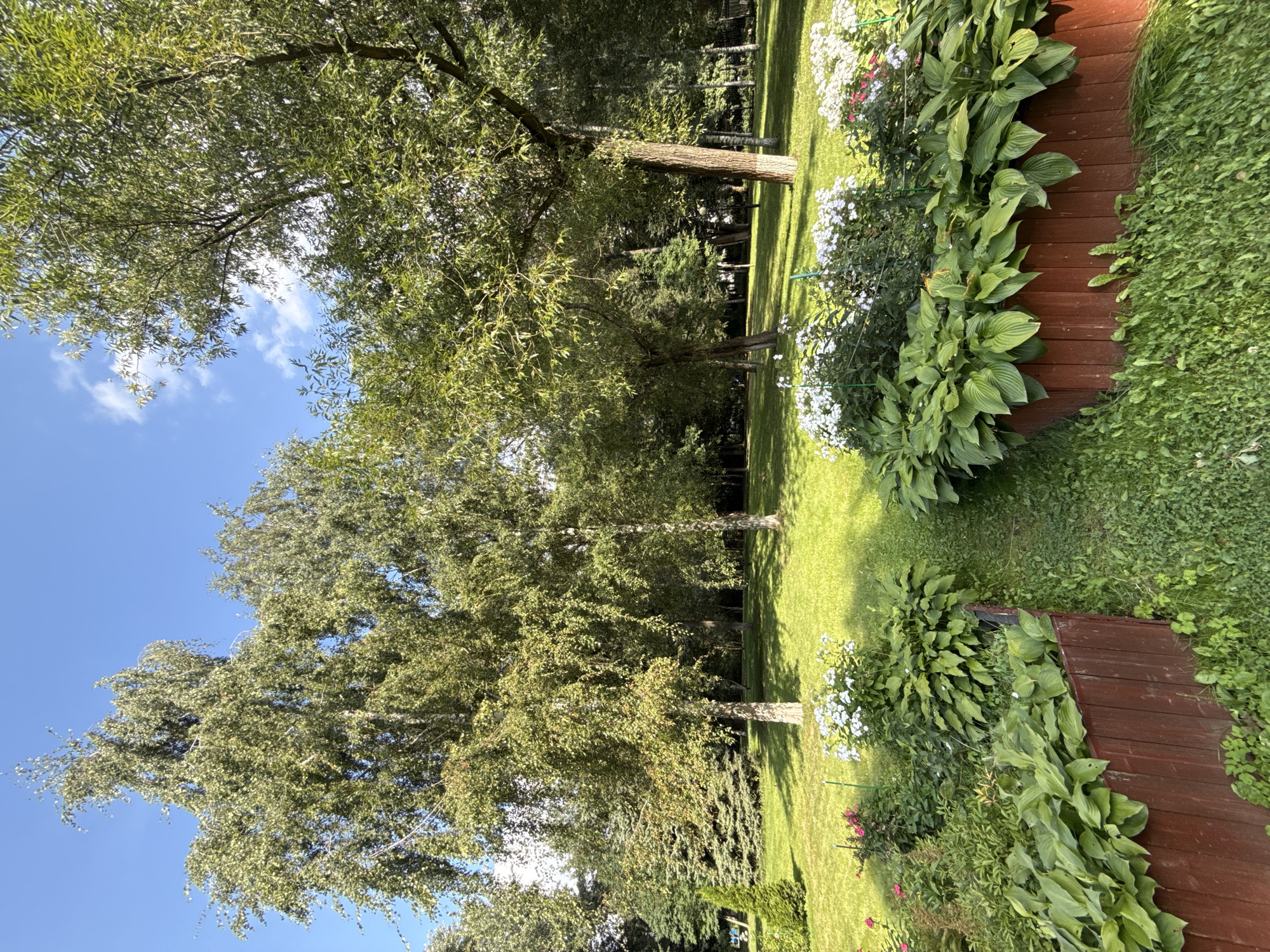 This is a landscape photograph of a well-maintained park or garden area. The foreground features two raised garden beds constructed from dark red wooden planks. These beds are densely planted with lush, green hosta plants and accented with clusters of white flowers, some with hints of pink. A narrow grassy path runs between the two garden beds, leading into the background.
The midground and background are dominated by large trees, primarily deciduous with broad, leafy canopies, casting dappled shadows on the bright green lawn. Some evergreen trees, likely fir or spruce, are visible further back to the left. The sky above is a clear, bright blue with a few wispy white clouds. The overall impression is of a sunny day in a verdant, peaceful outdoor setting.
The image captures a section of the Park Pobedy (Victory Park) in Moscow, Russia, specifically an area designed for public relaxation and enjoyment of nature. There are no people or animals visible in the frame. The lighting suggests it is daytime, with the sun positioned to create a bright, even illumination across the scene. The vegetation appears healthy and thriving, indicative of good horticultural care.