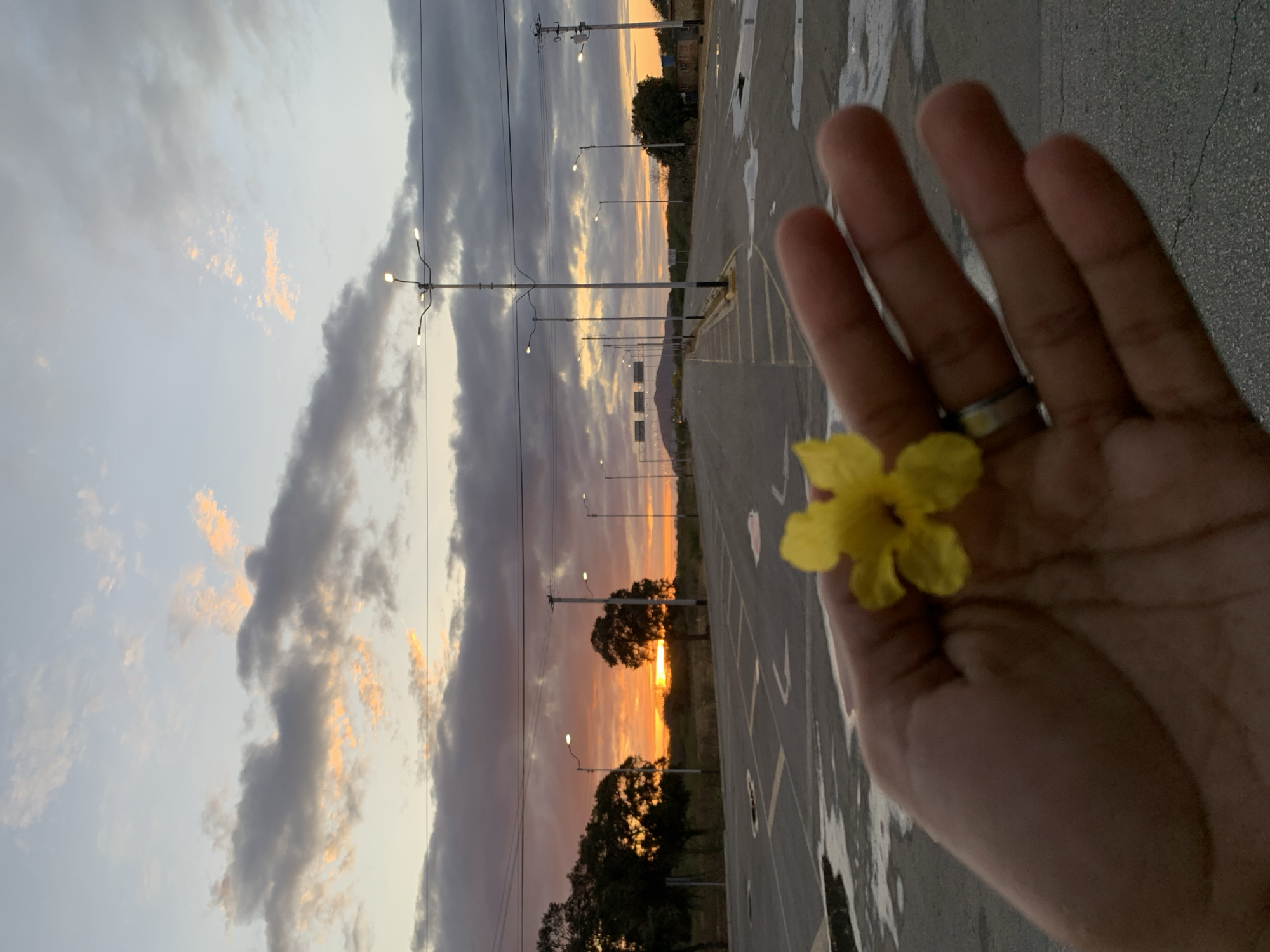 A vibrant sunset scene unfolds, with a hand holding a bright yellow flower in the foreground. The hand, likely a left hand with a ring visible on one finger, is slightly out of focus on the right side of the image, presenting the small, five-petaled flower more sharply.
The background reveals a wide, paved area, possibly a road or a large parking lot, stretching into the distance. Tall streetlights line the path, some illuminated, indicating the transition from day to evening. Silhouetted trees are visible in the midground, contrasting against the colorful sky.
The sky is a prominent feature, showcasing the dramatic hues of sunset. Dark, heavy clouds are scattered across the upper portion, while the lower sky and horizon are ablaze with warm oranges, yellows, and subtle pinks from the setting sun. The interplay of bright light and dark clouds creates a striking visual contrast.
The time of day is sunset or dusk. The weather appears partly cloudy, enhancing the sunset colors. The location cues, such as the open paved area, streetlights, and distant landforms, suggest an open, possibly semi-urban or rural setting in Santa Ana, Venezuela. The overall mood is peaceful and appreciative of nature's beauty. No text is visible in the image.